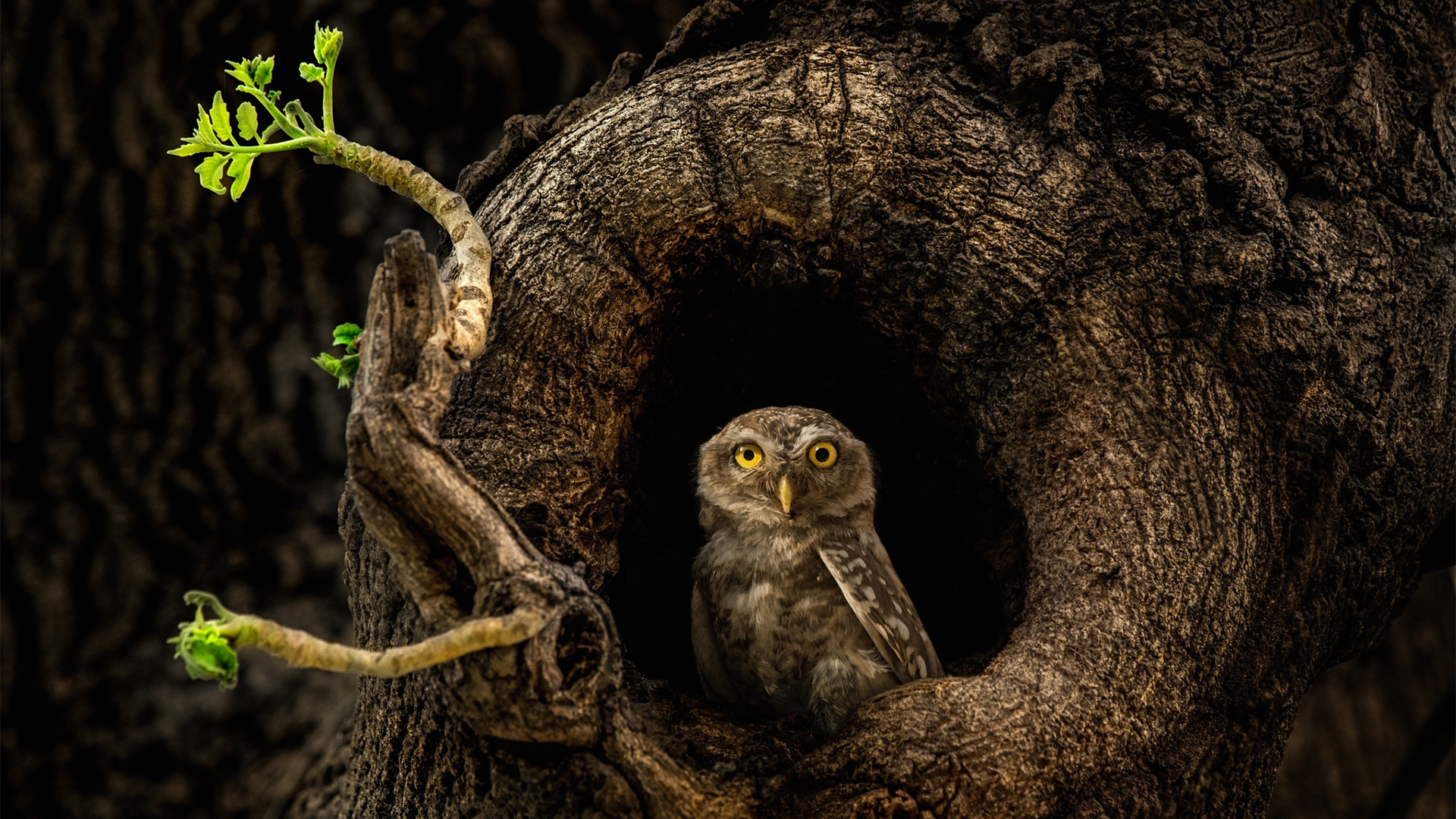 古灵精怪 猫头鹰