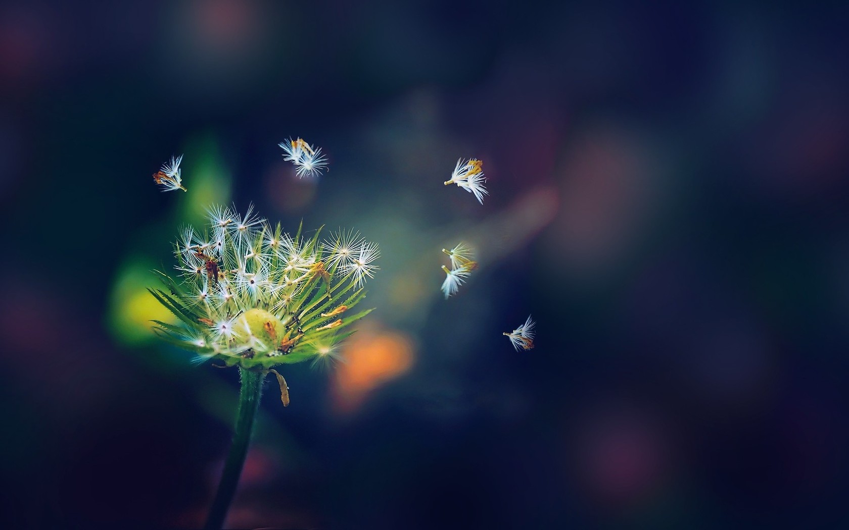 小清新 舒缓压力 蒲公英