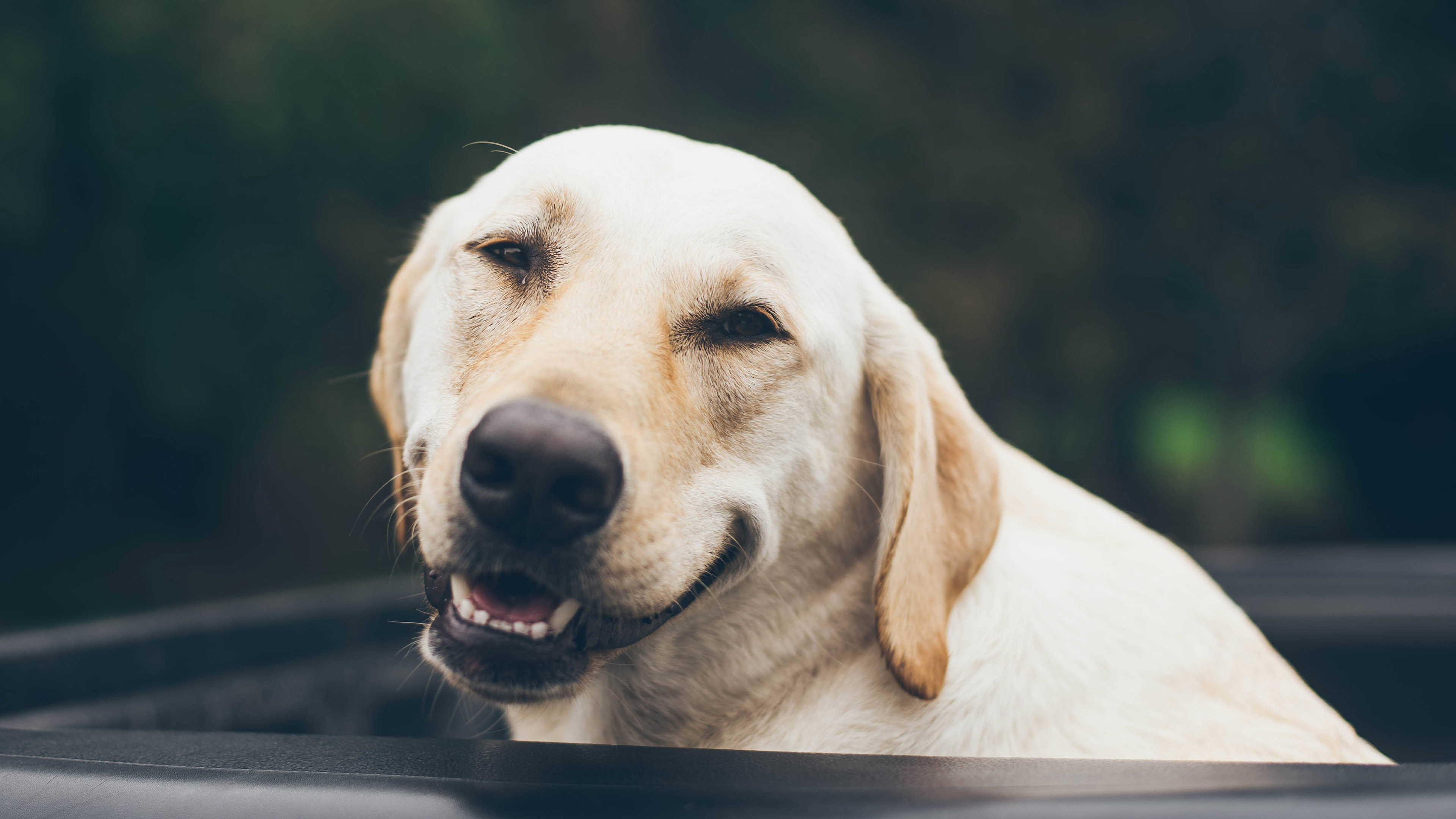 动物 狗 汪星人 4k 萌宠