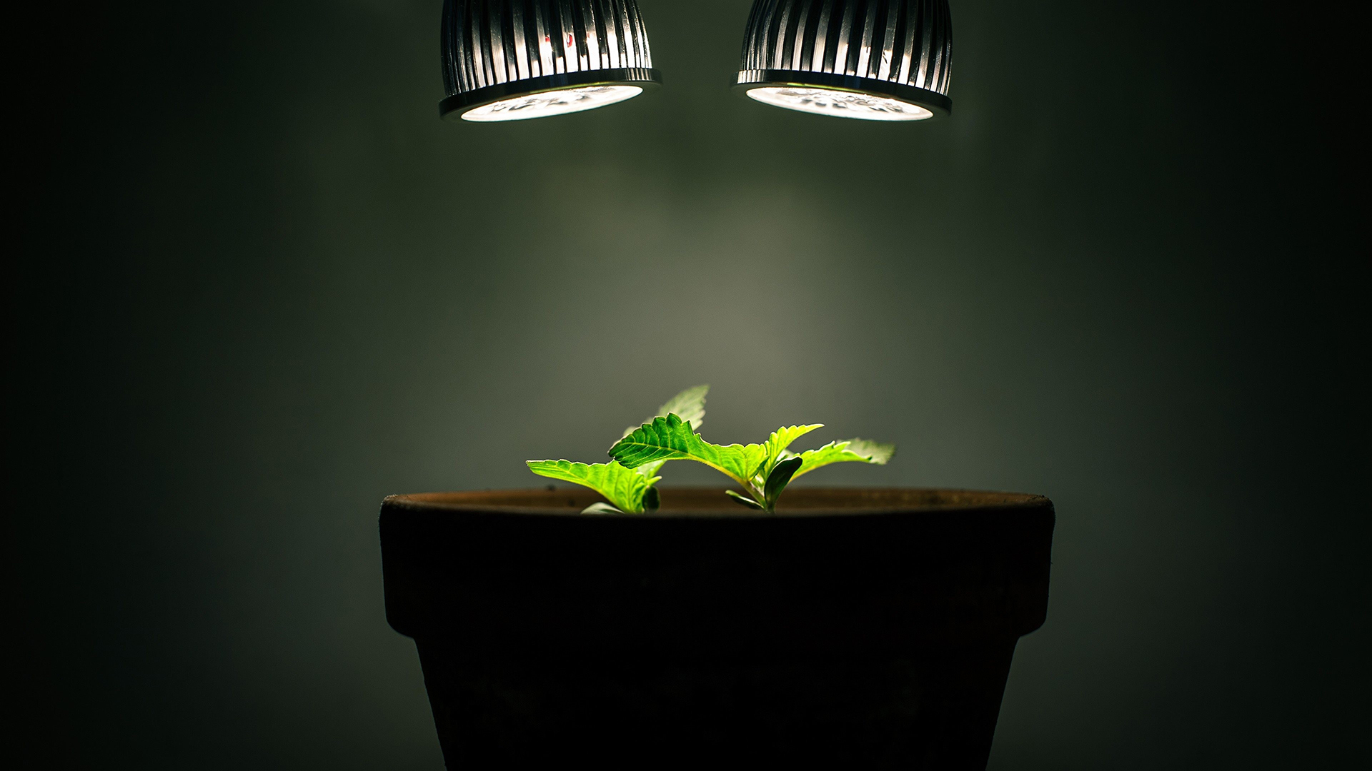 小清新 静物写真 绿植