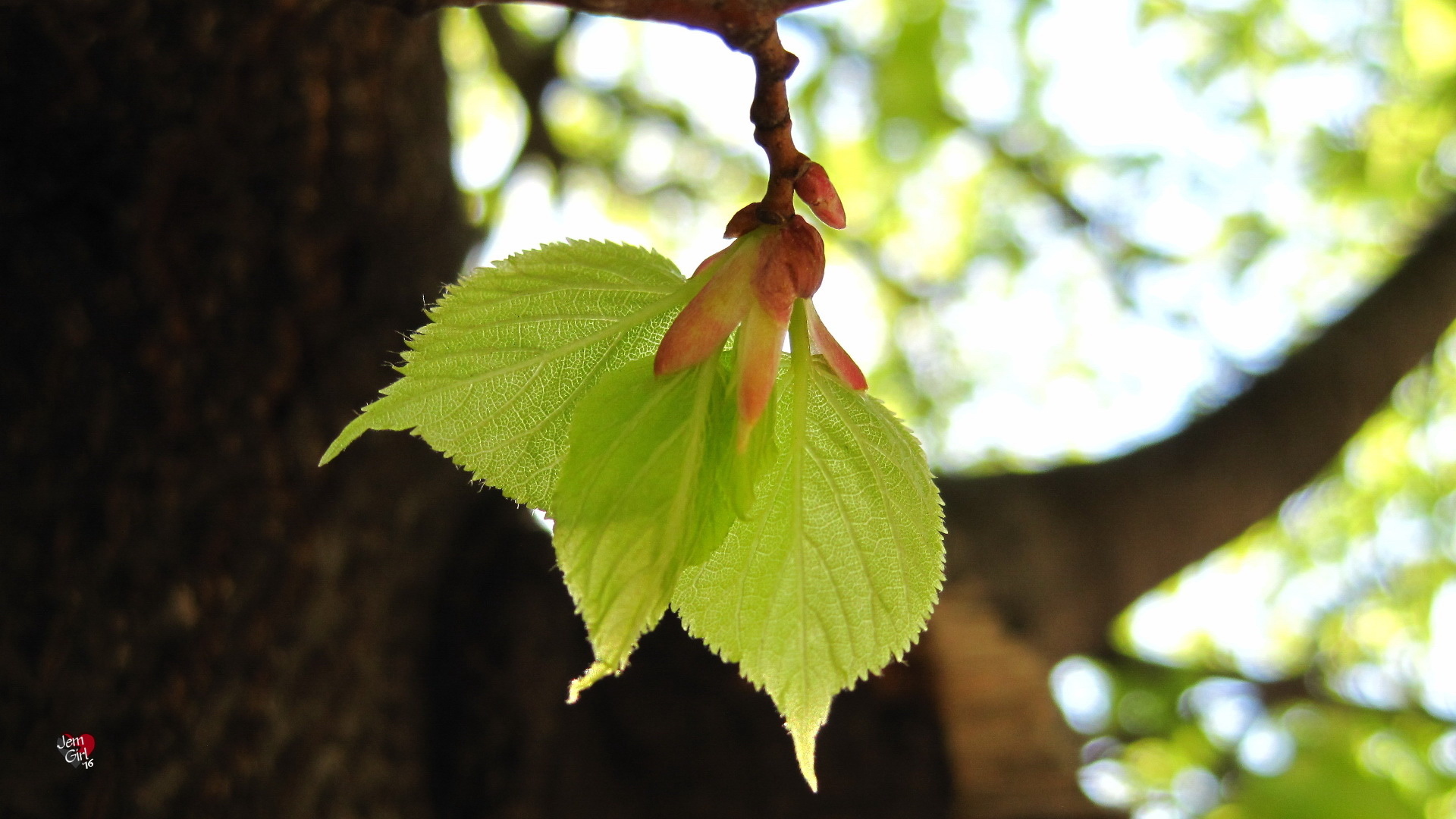 绿叶 新叶 发芽 生机