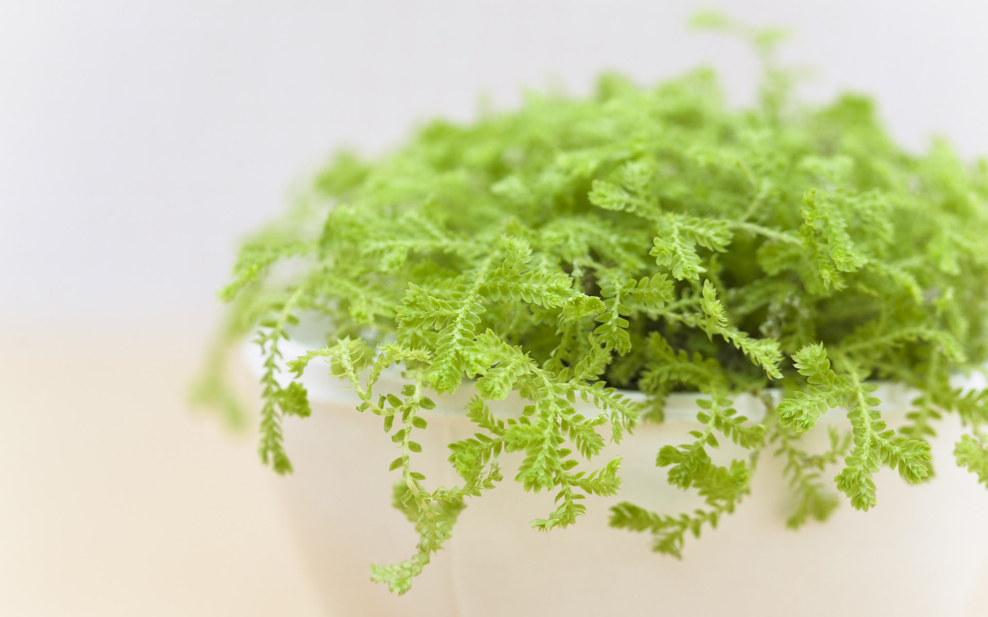 小清新 盆菜 绿意 清新可爱 宽屏