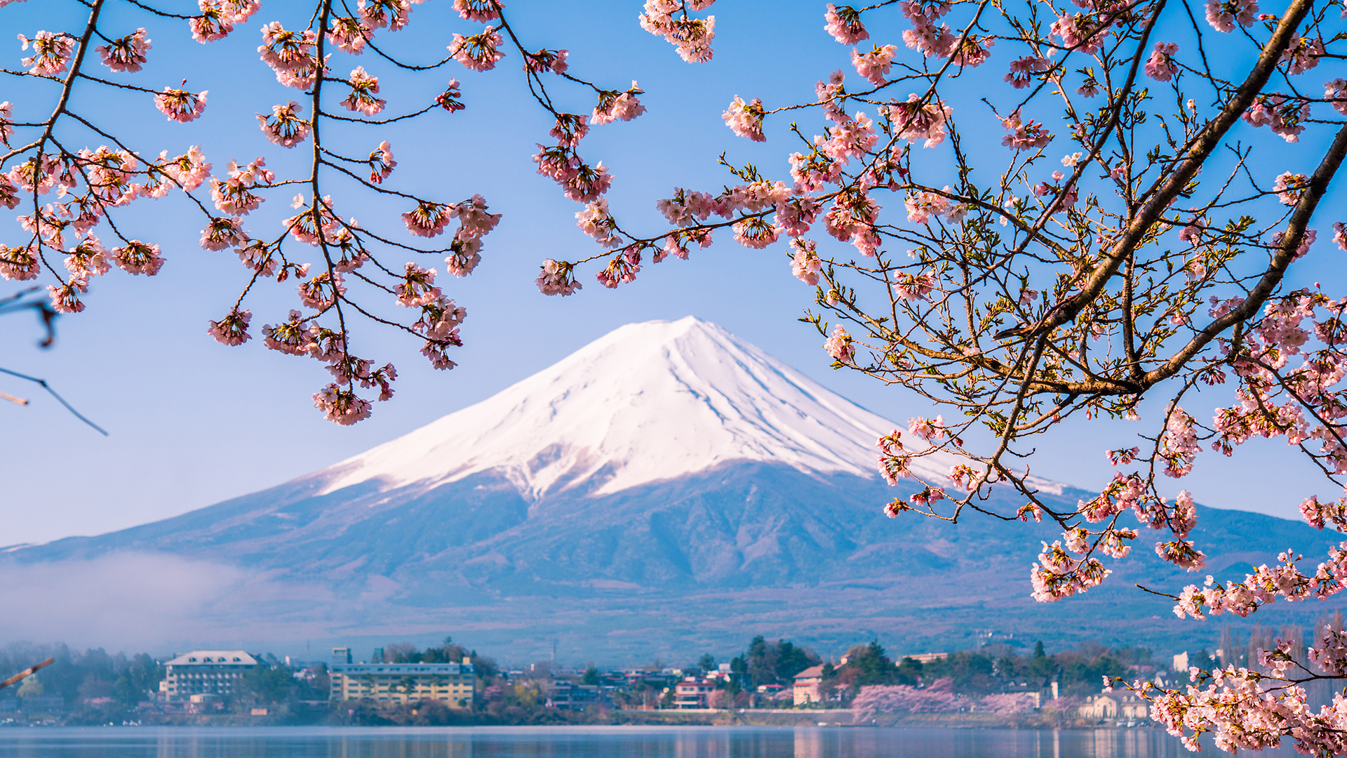 风景大片 自然风光 富士山 樱花