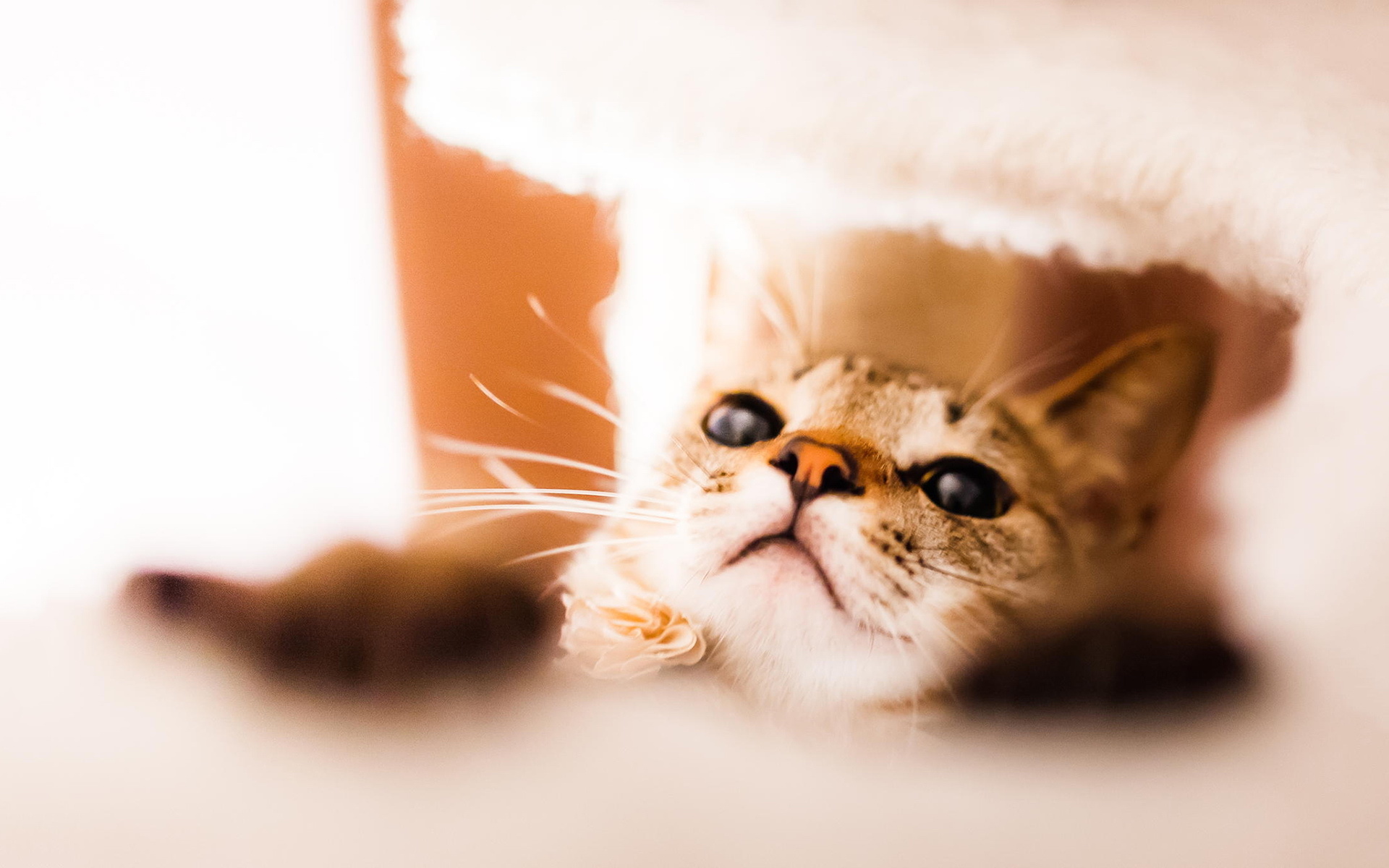 喵星人 可爱 萌萌哒