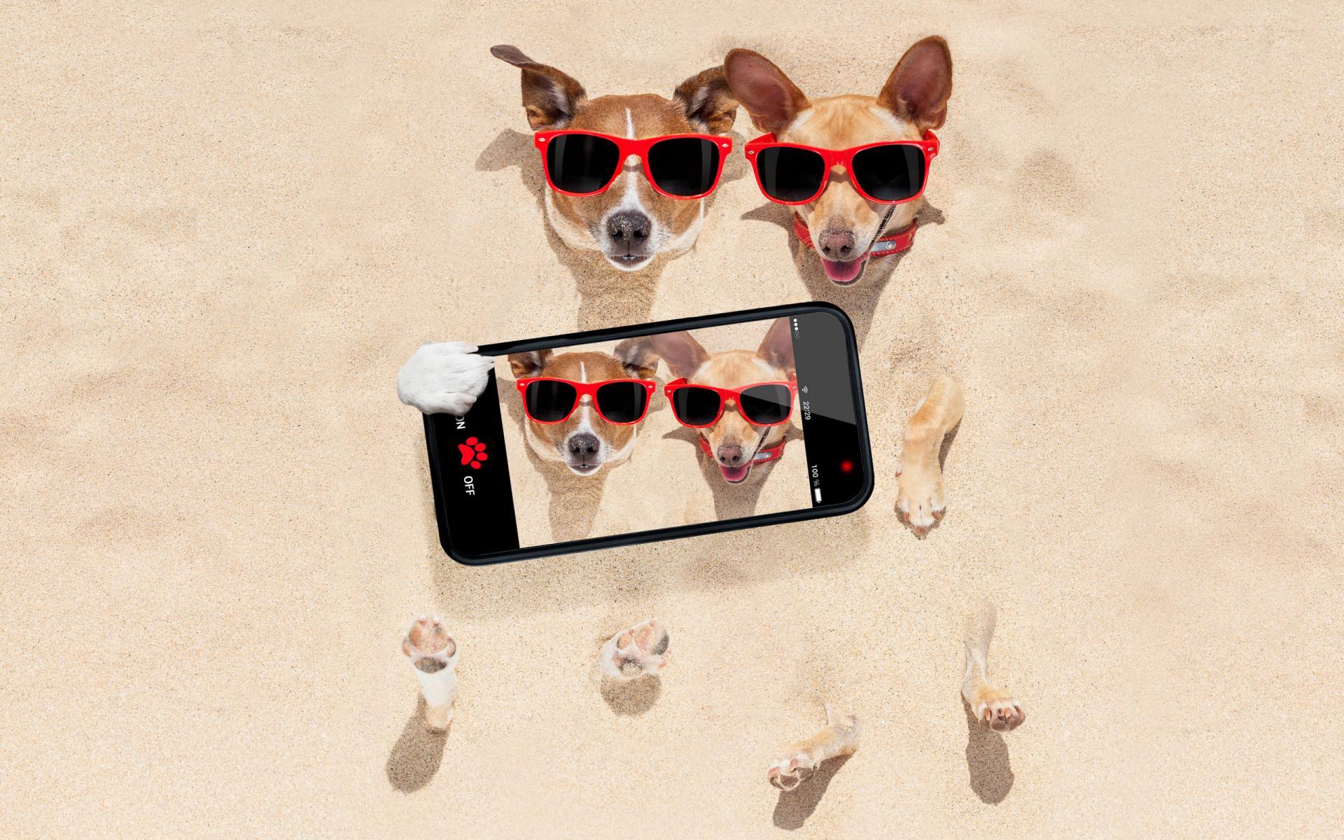 汪星人  沙滩上的被戏弄的狗狗