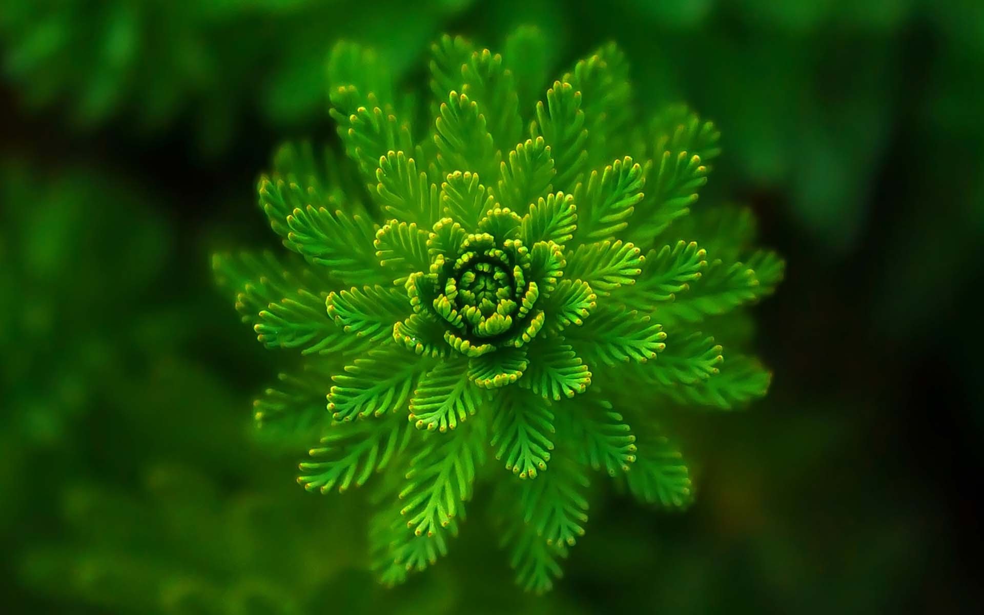 小清新 鸟语花香 植物 花卉 花朵 绿植