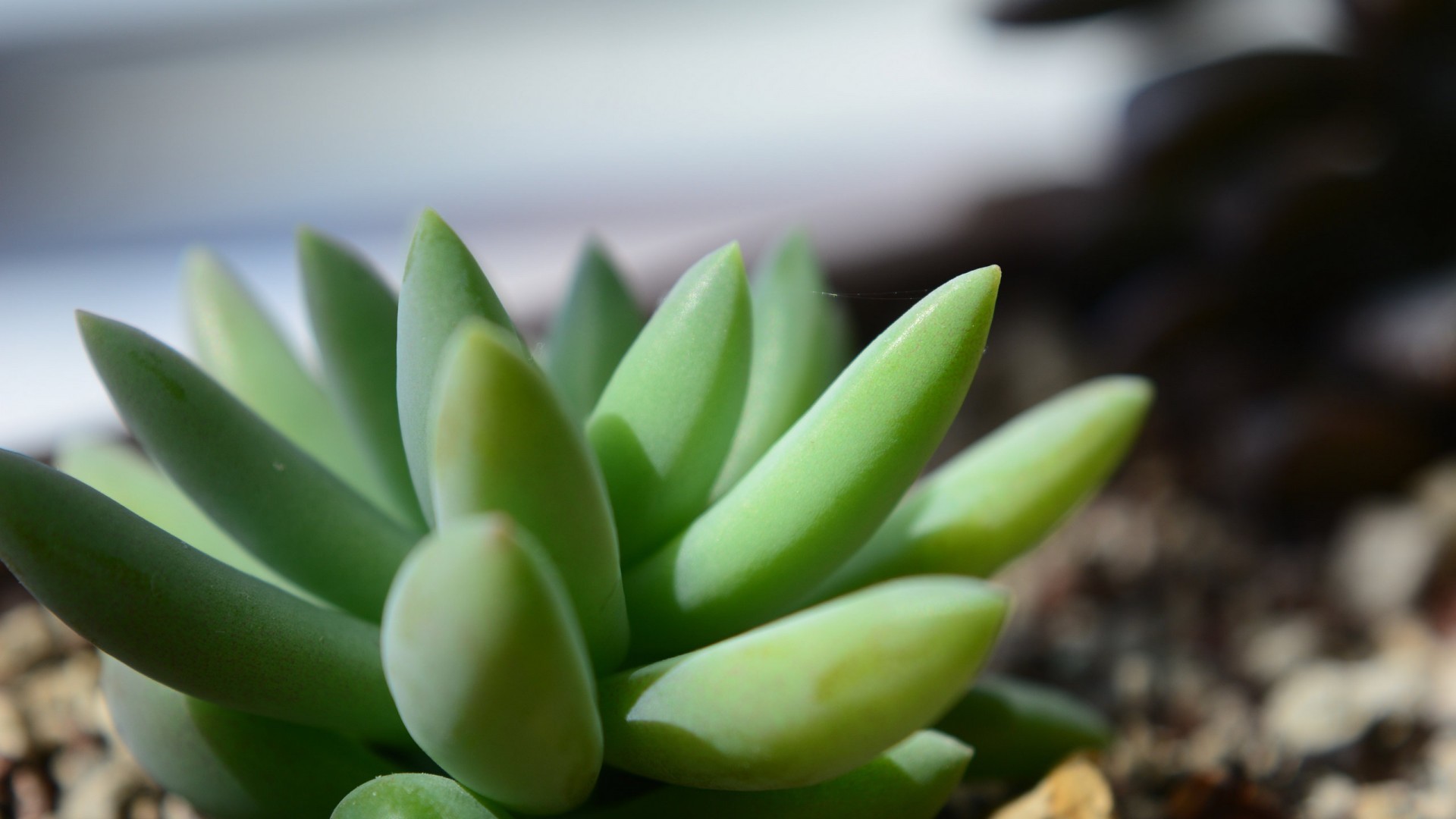 小清新 静物写真 盆栽 多肉