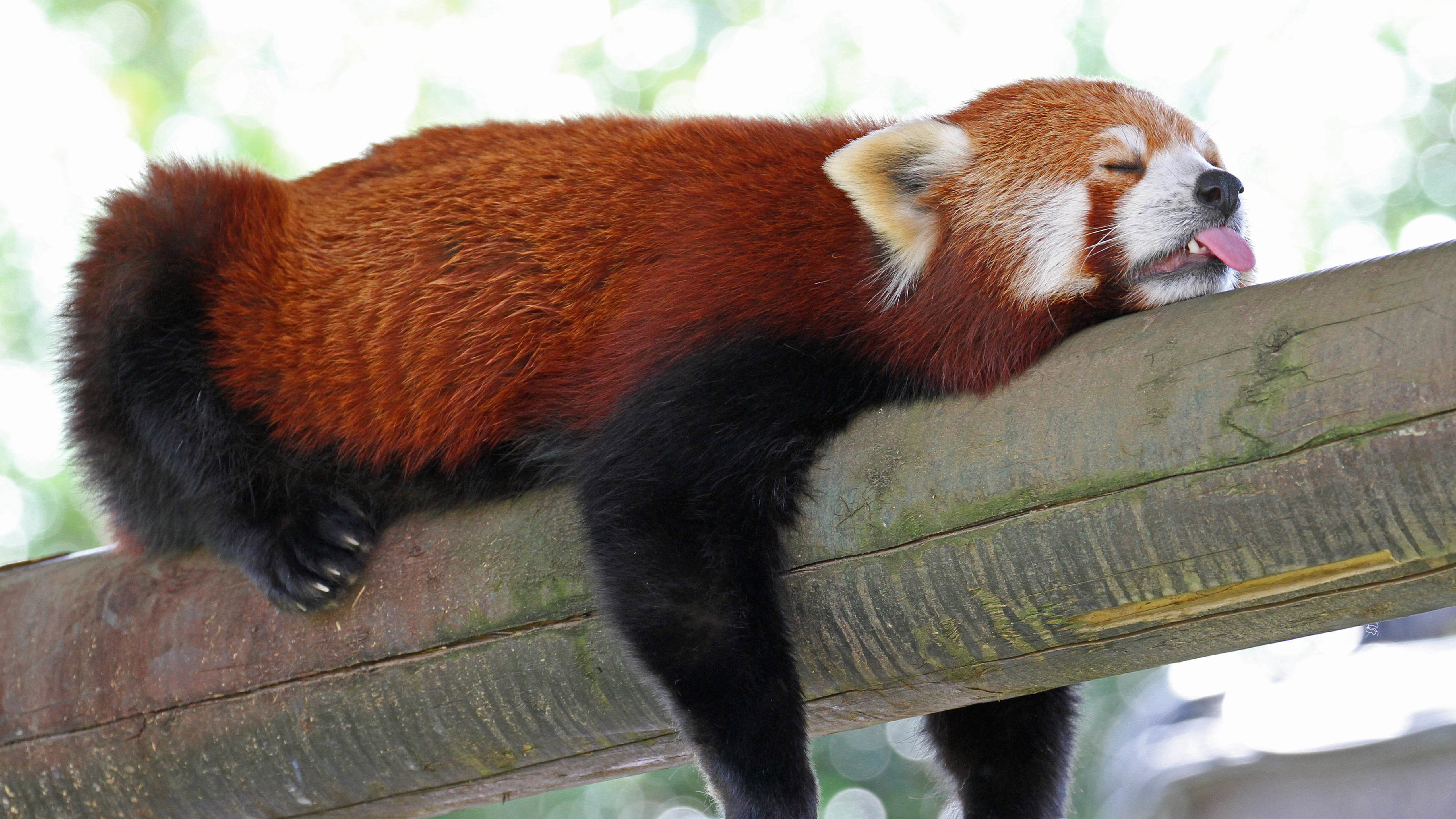 野生动物 小熊猫