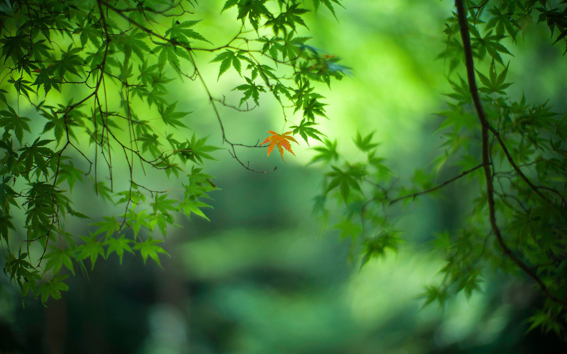 护眼壁纸 绿色 叶子