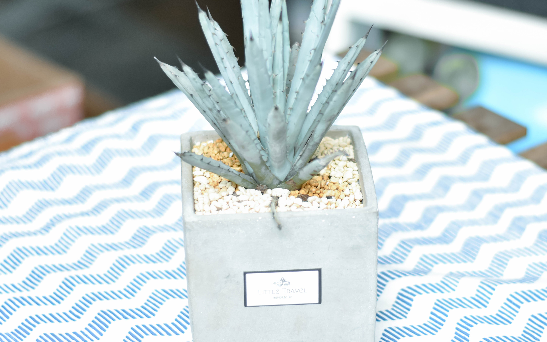 小清新 静物写真 盆栽