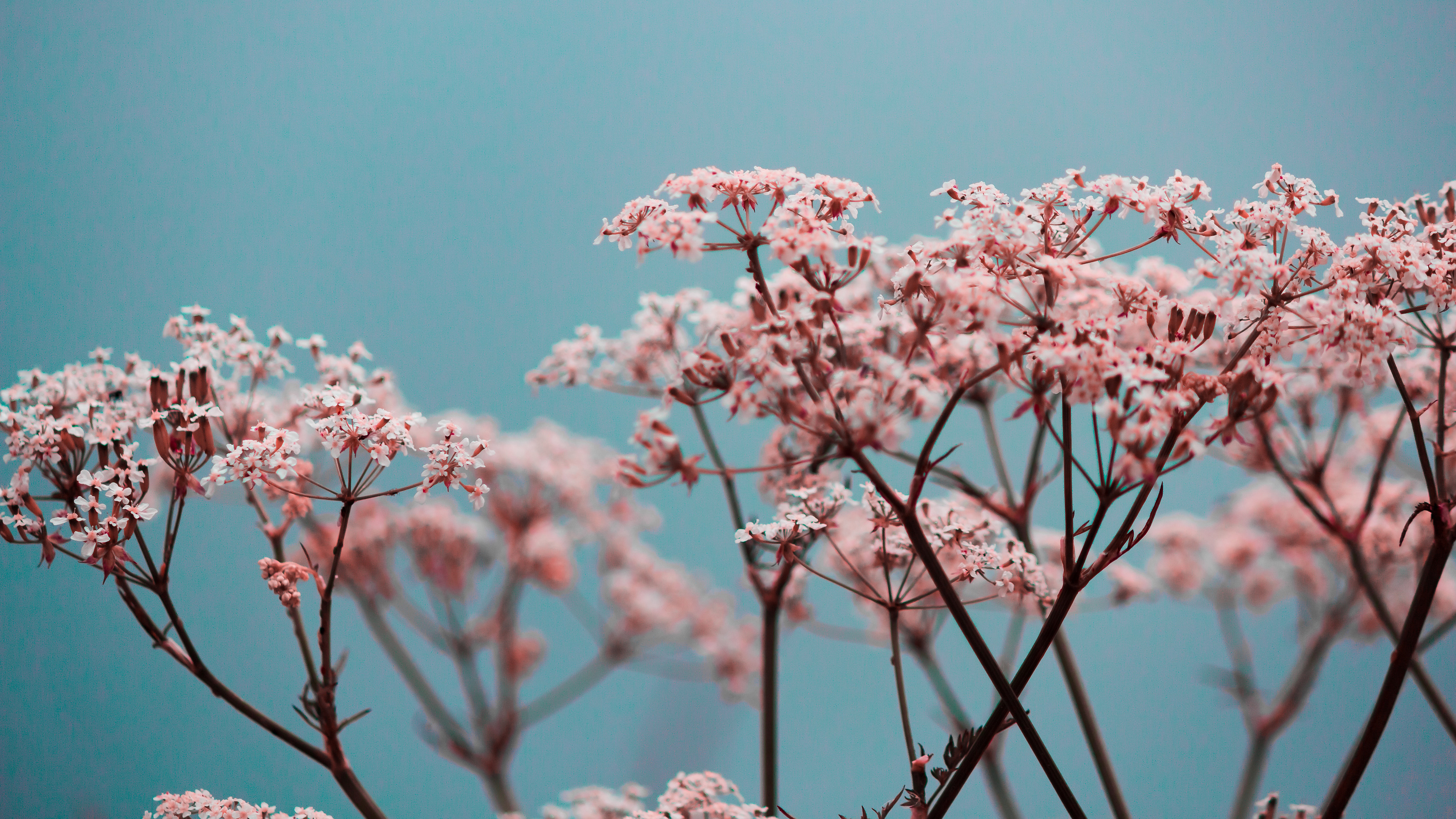 舒缓压力 小花花 粉红