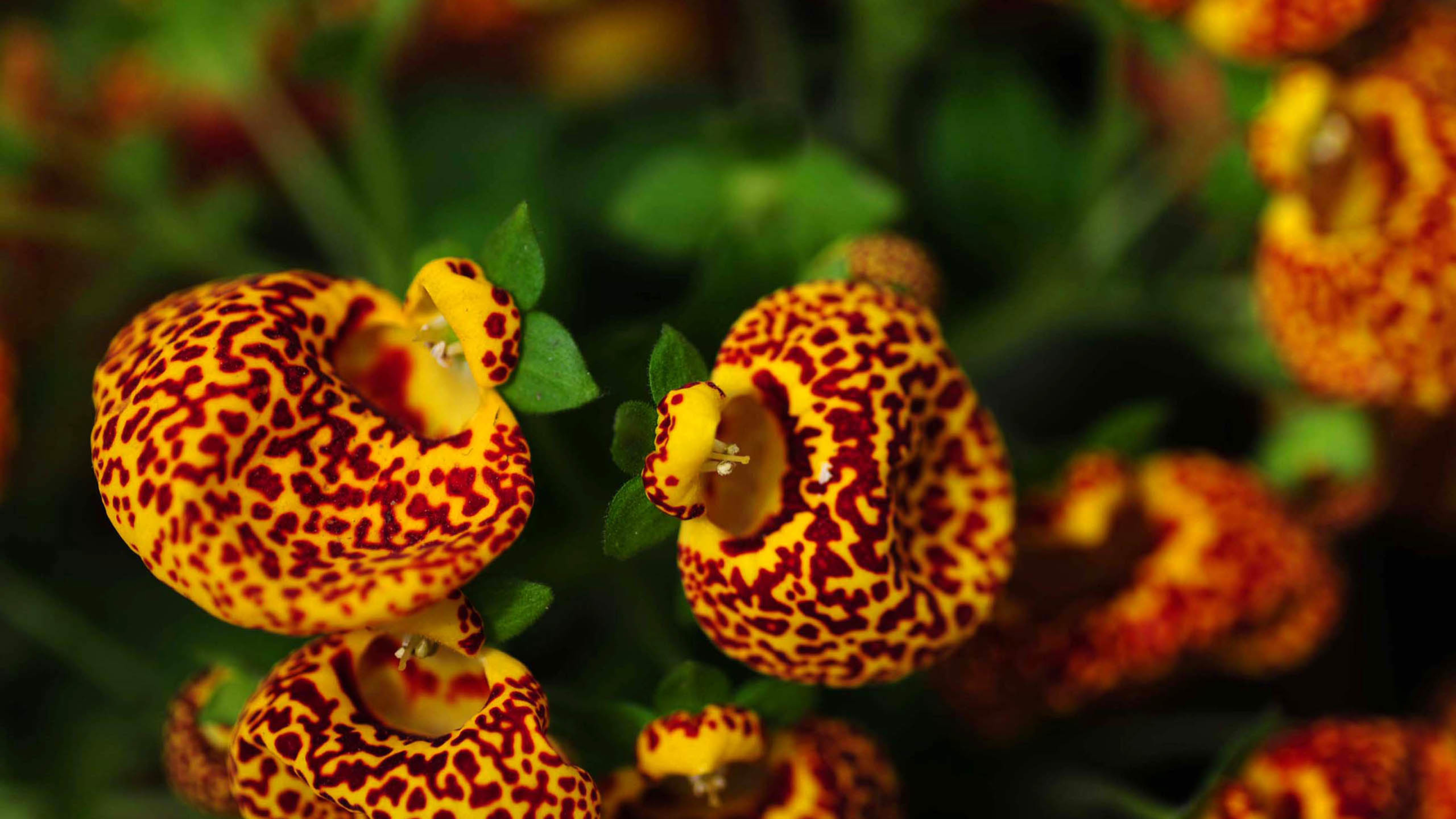 美人蕉 含苞待放