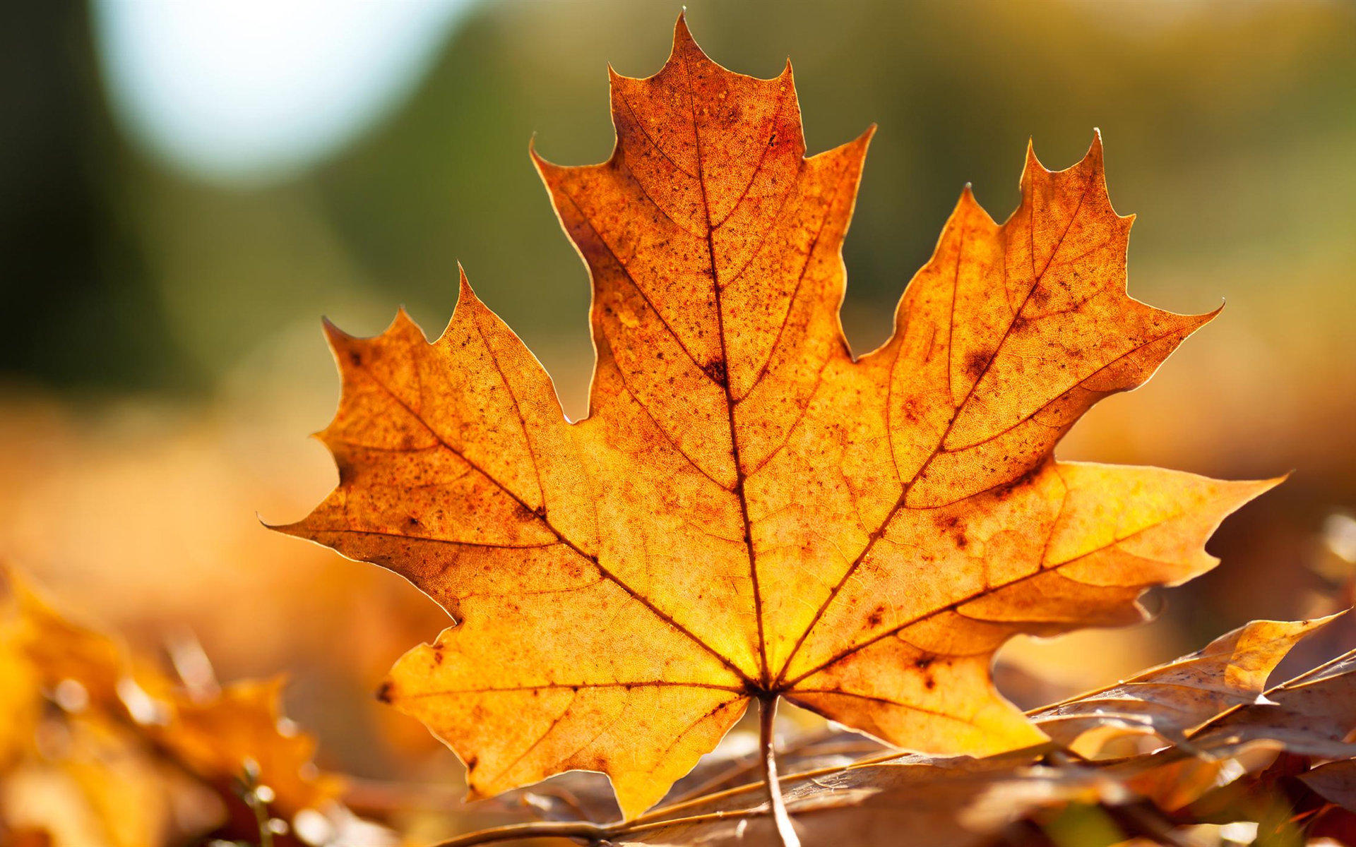 小清新 枫叶 黄叶 宽屏