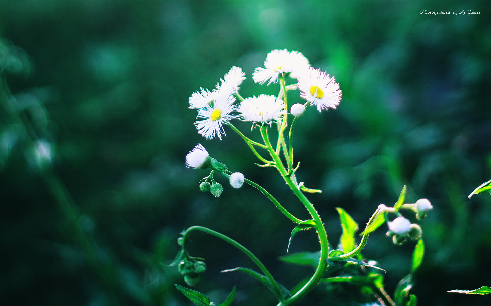 小清新 清新 简单 宽屏