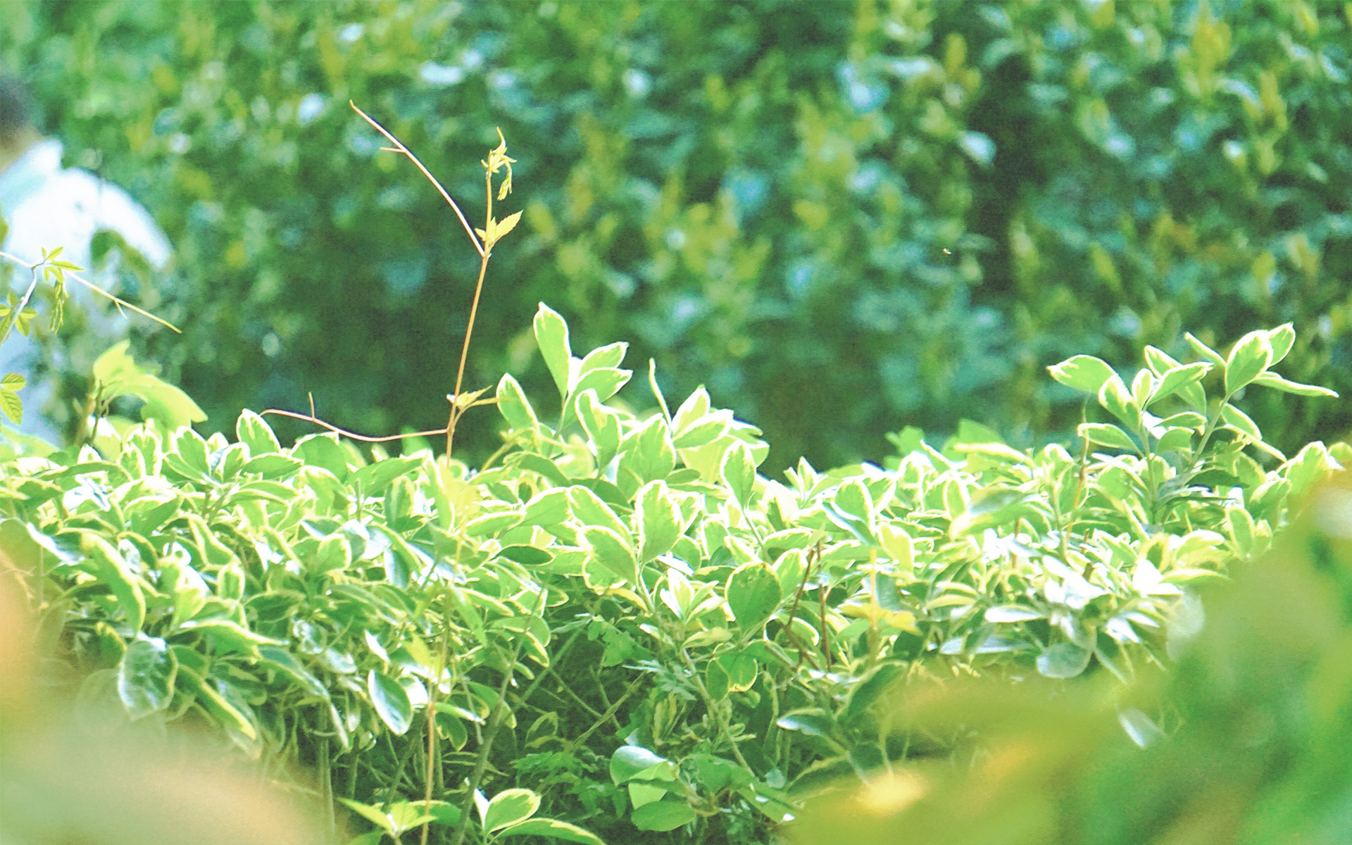 护眼壁纸  植物  绿色树叶