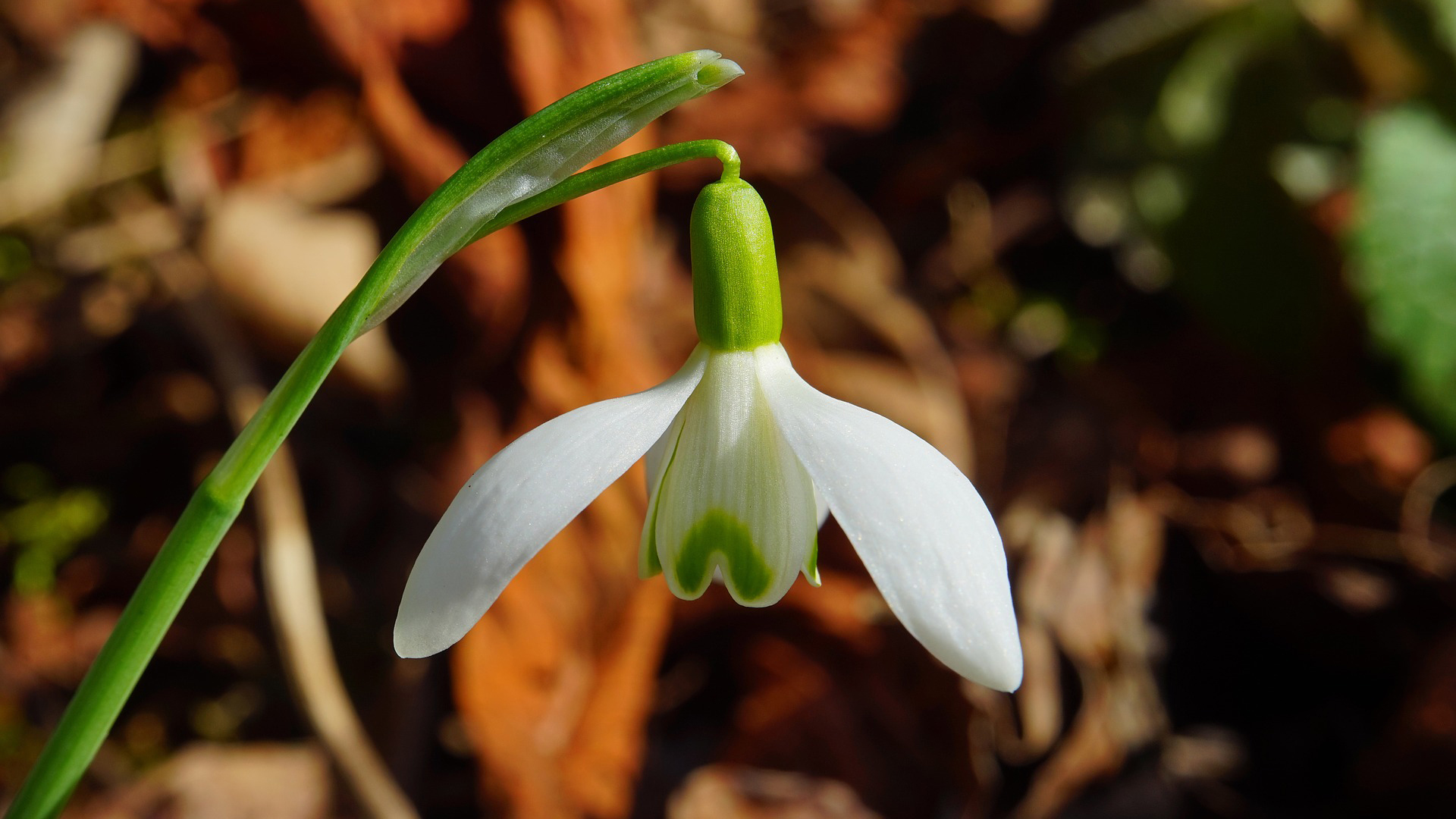 护眼壁纸 小花 写真
