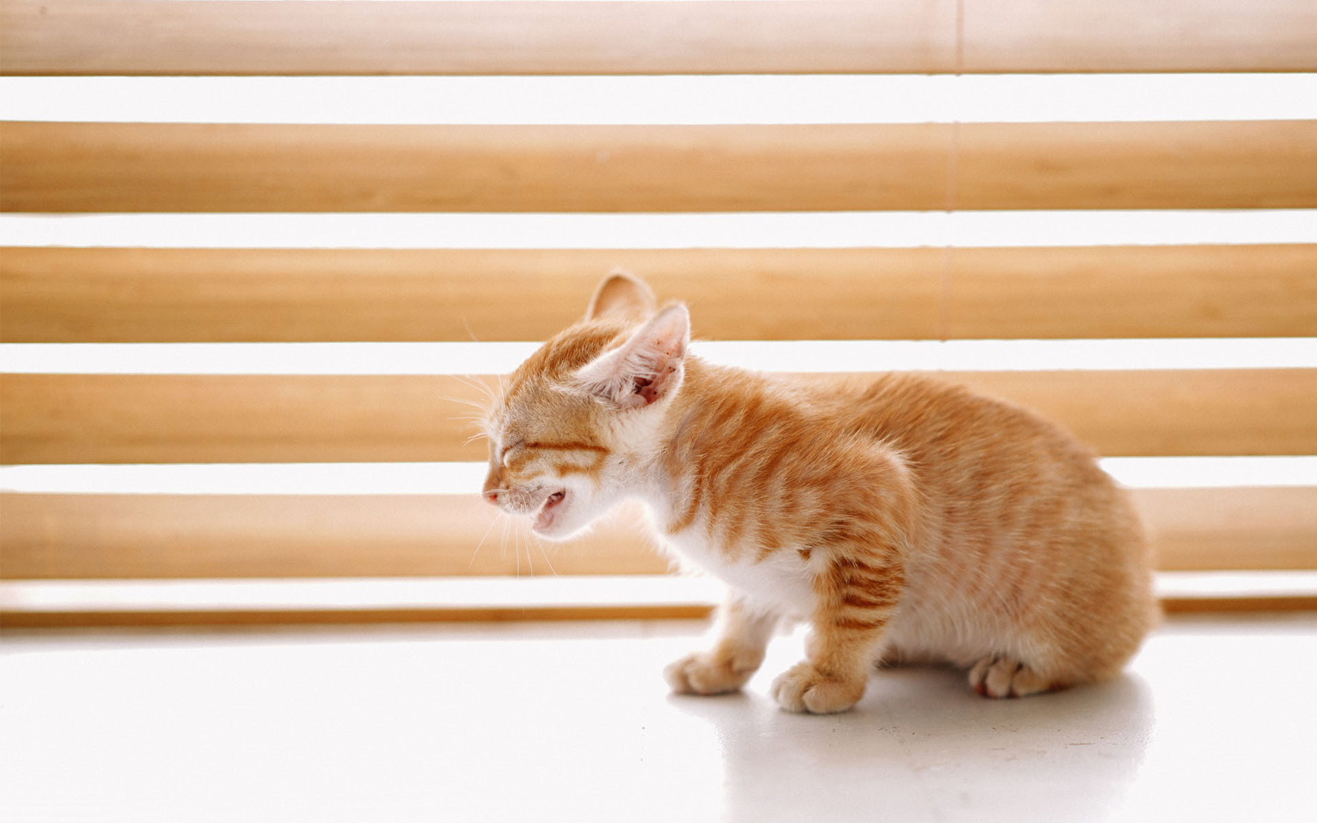 喵星人 可爱软萌小猫咪