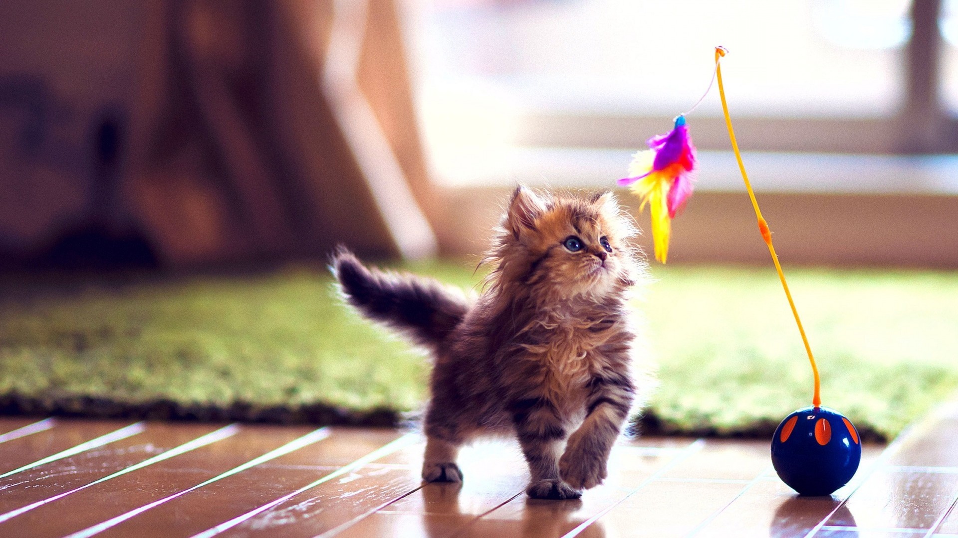 萌宠 喵星人 猫咪