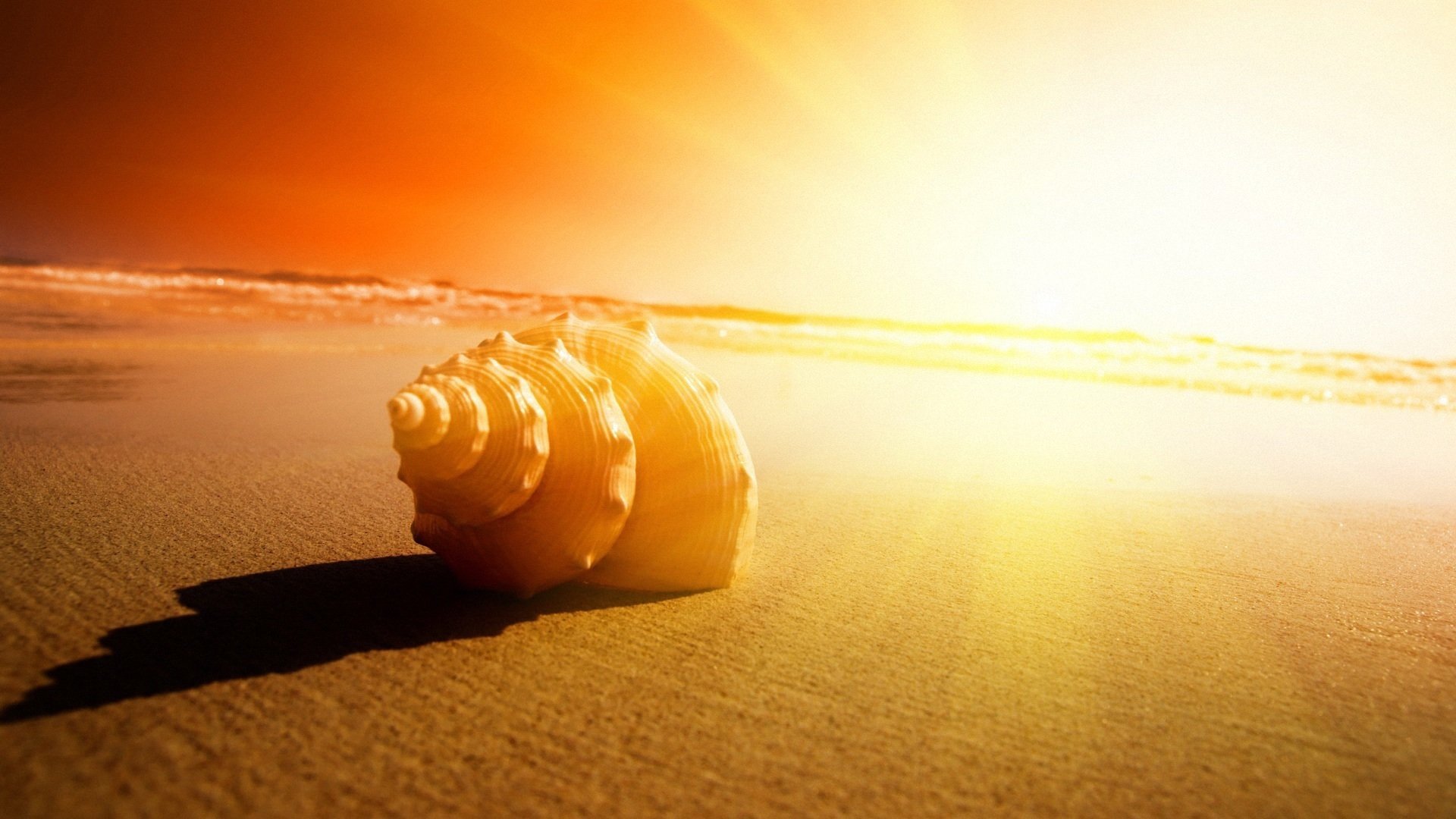 小清新 海螺 简单 可爱