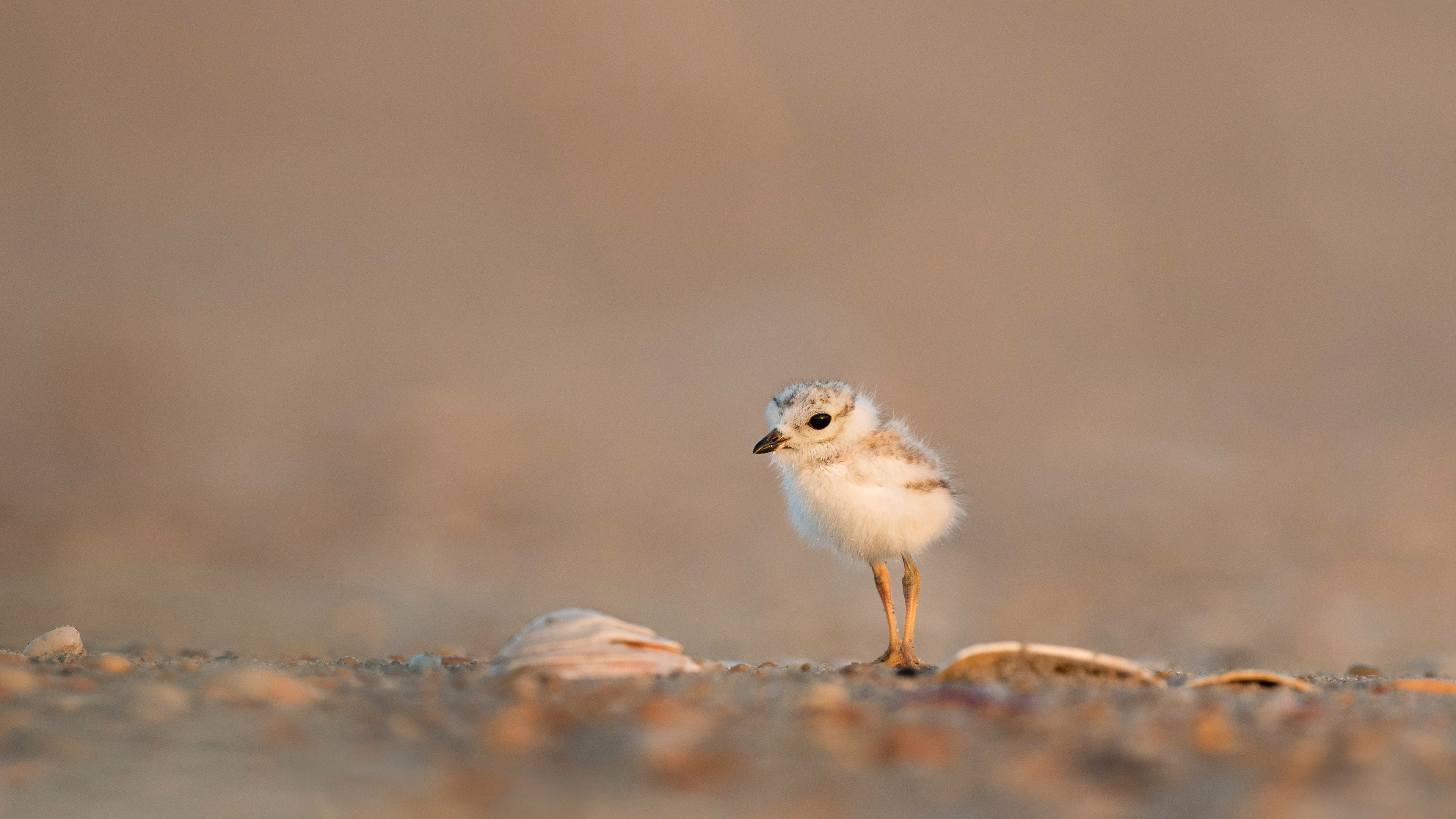动物 小鸟天地 鹬
