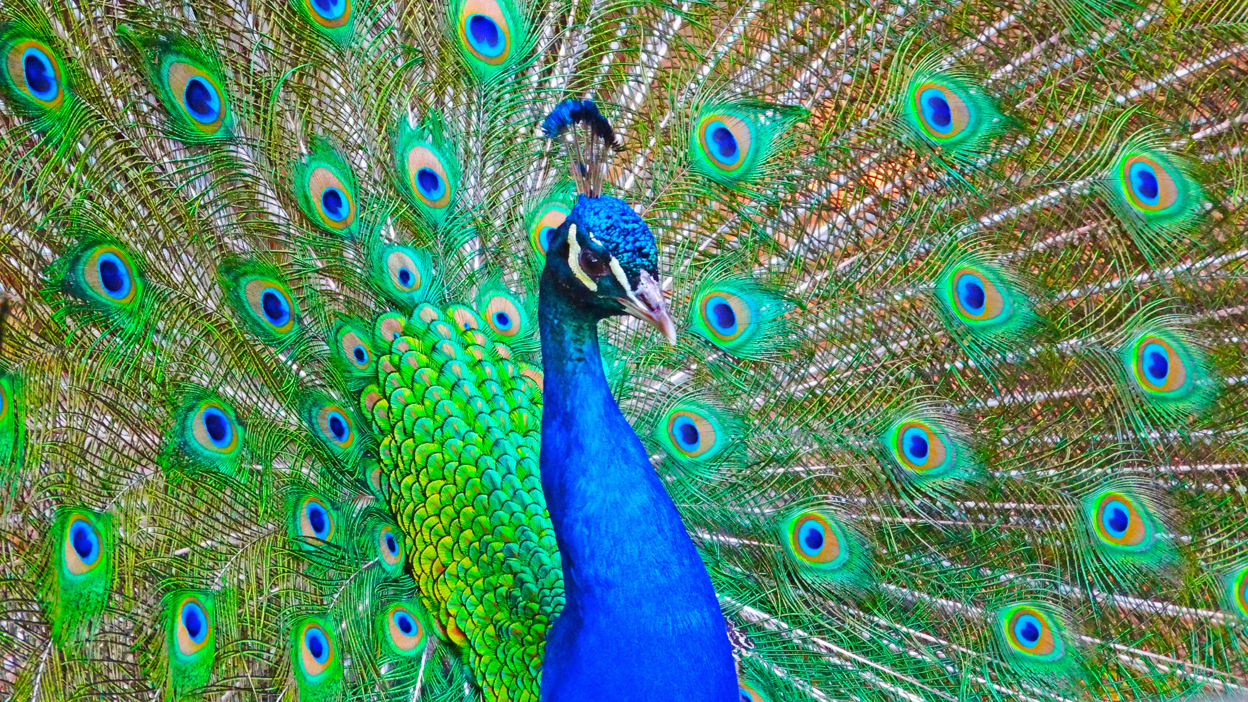 动物 小鸟天地 孔雀