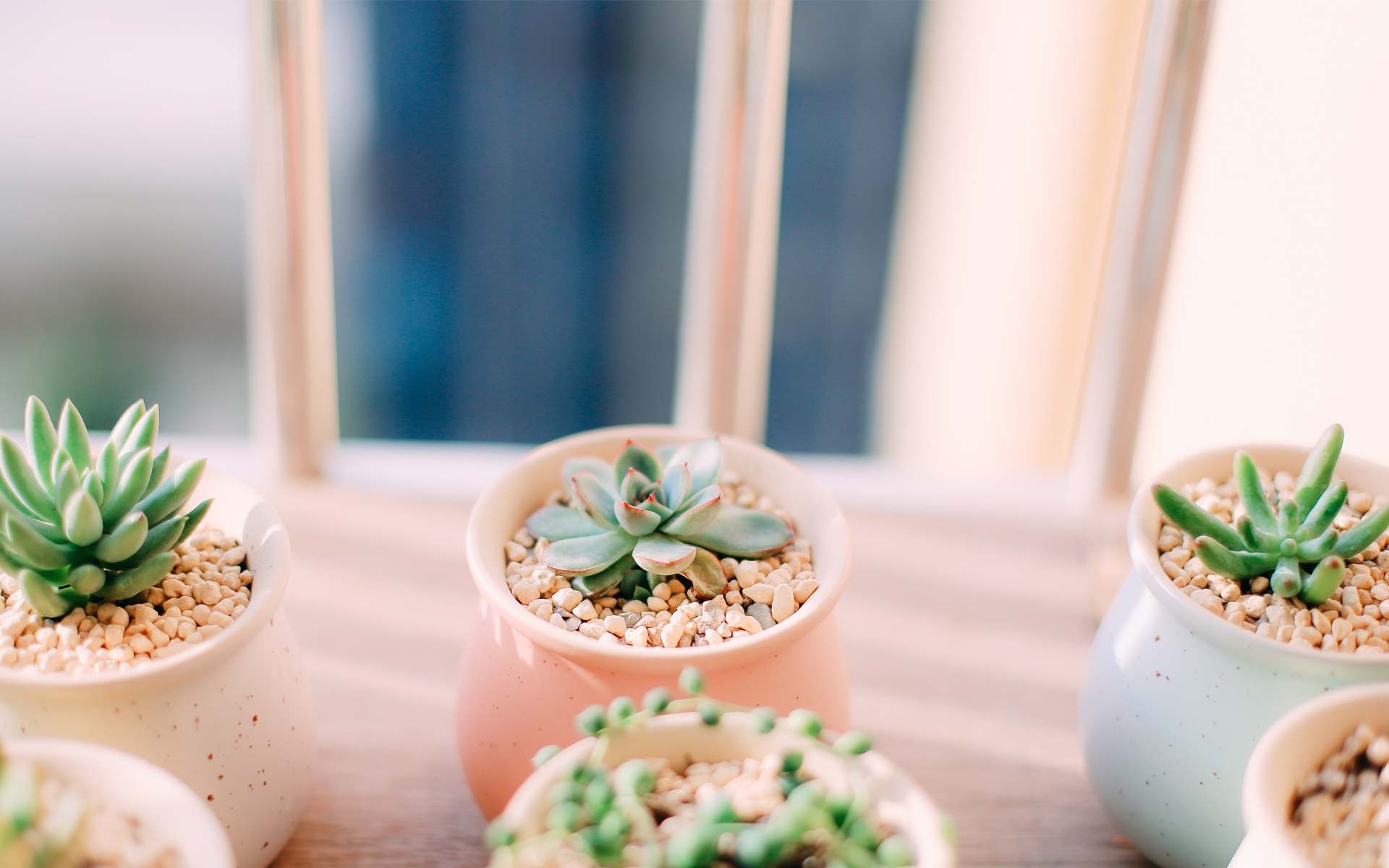 小清新 静物写真 盆栽