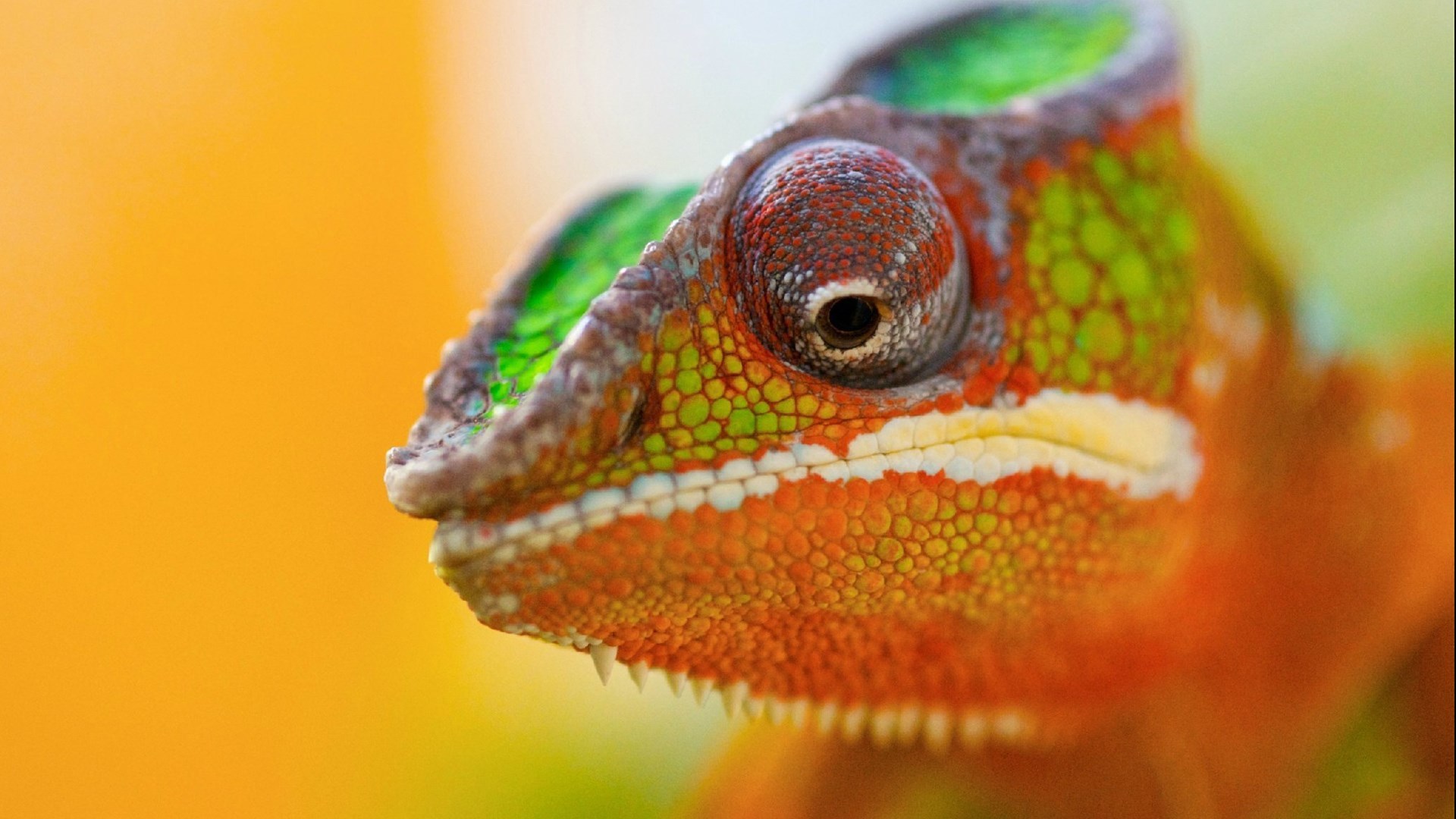 动物 萌宠 变色龙 蜥蜴