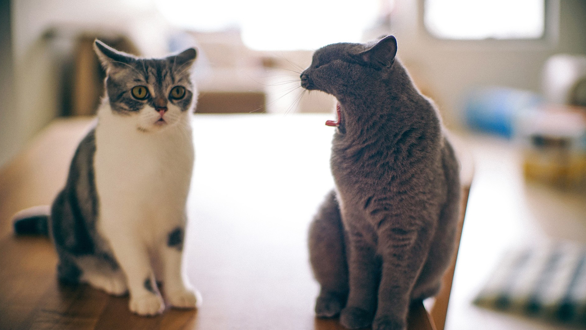 萌宠 动物 喵星人 猫