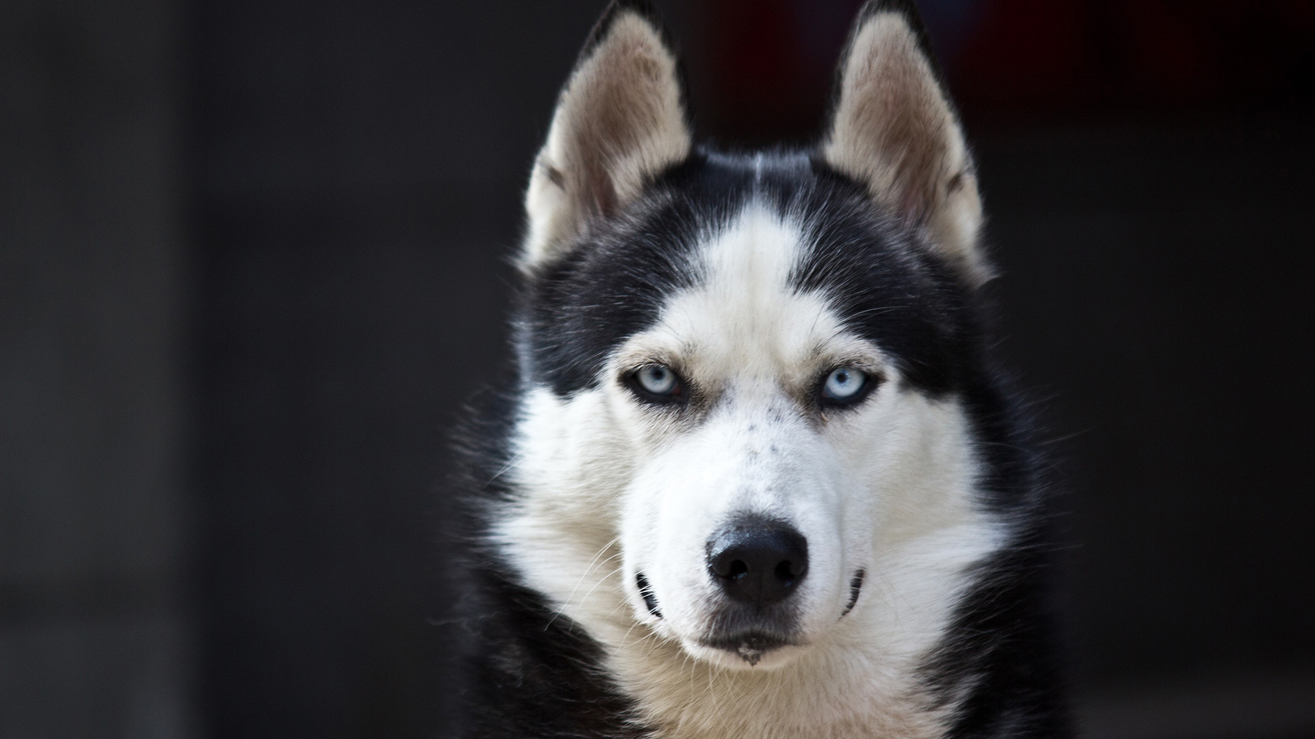 萌宠 动物 汪星人 狗 哈士奇