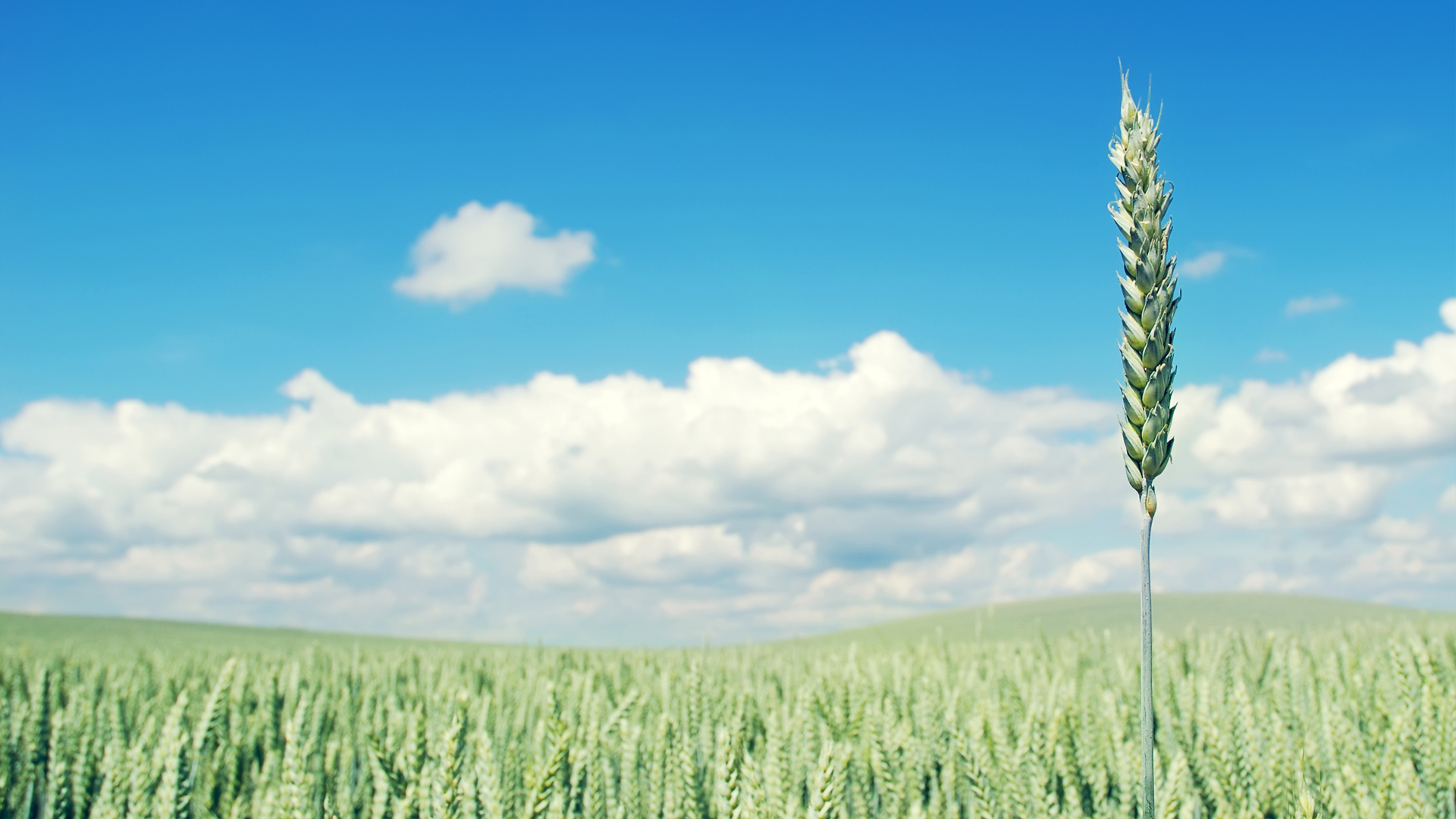 小清新 温毊一刻 麦穗