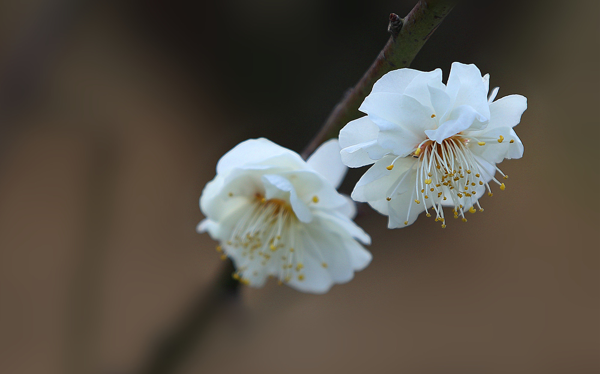 清新淡雅 植物 白色 梅花