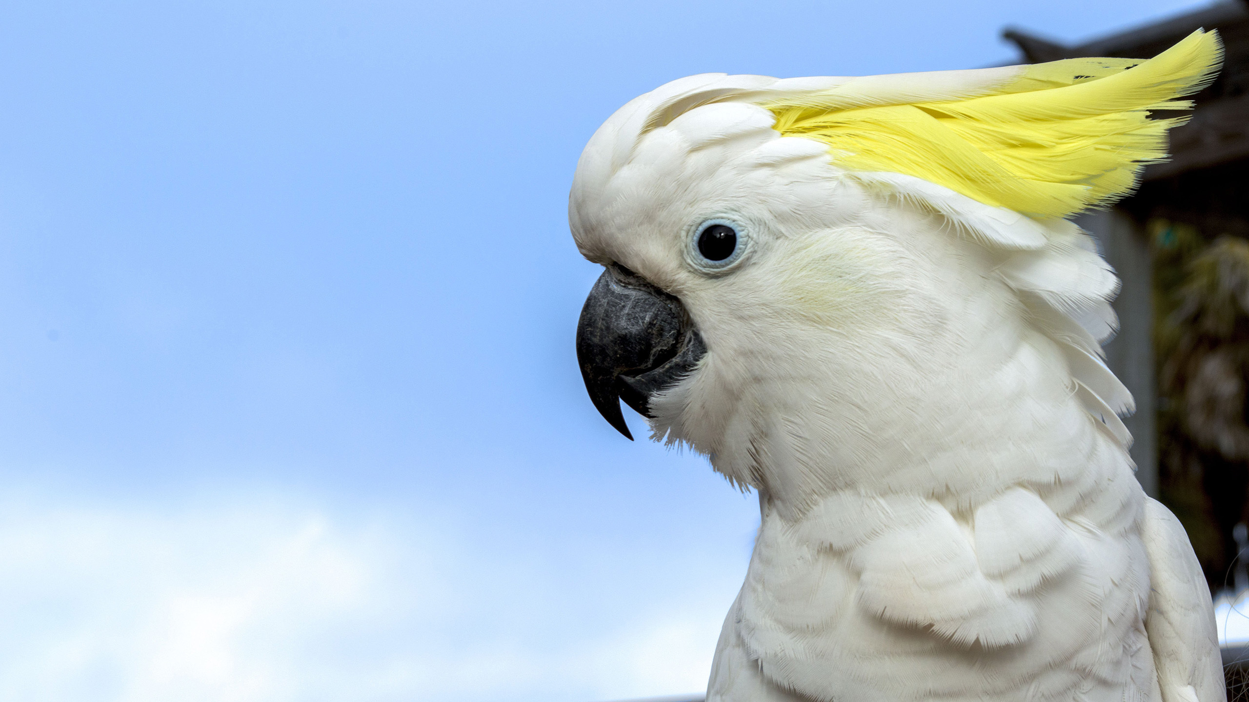 动物 小鸟天地 鹦鹉