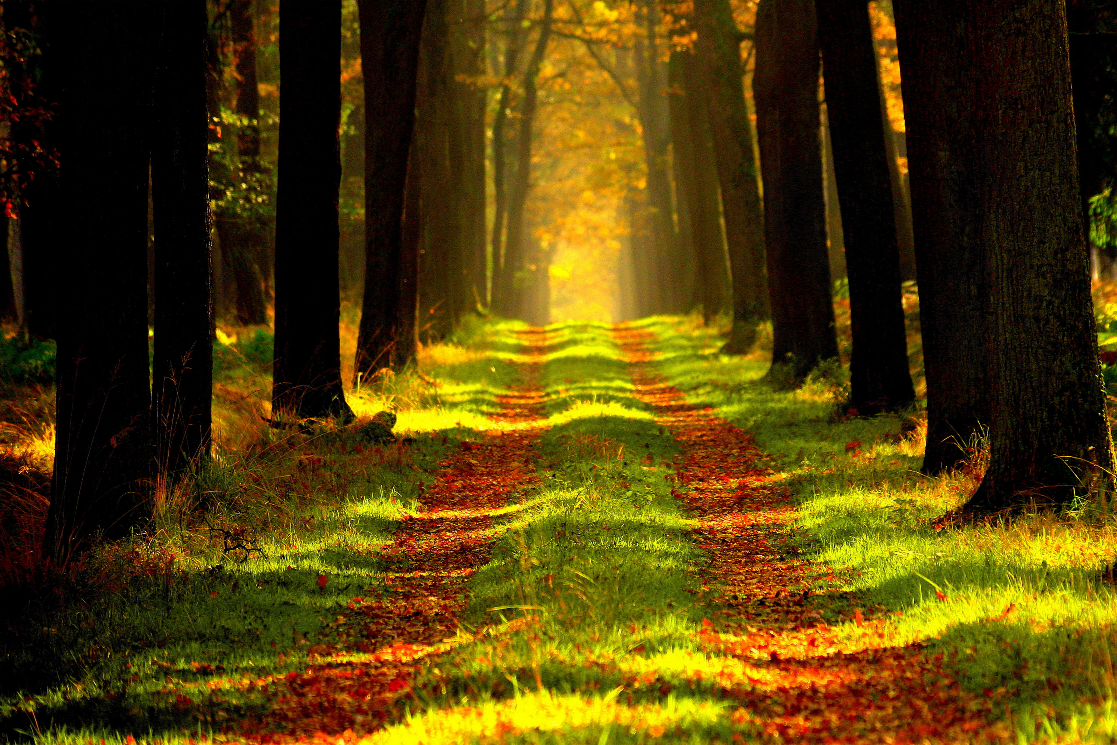 风景 森林 草地 夕阳