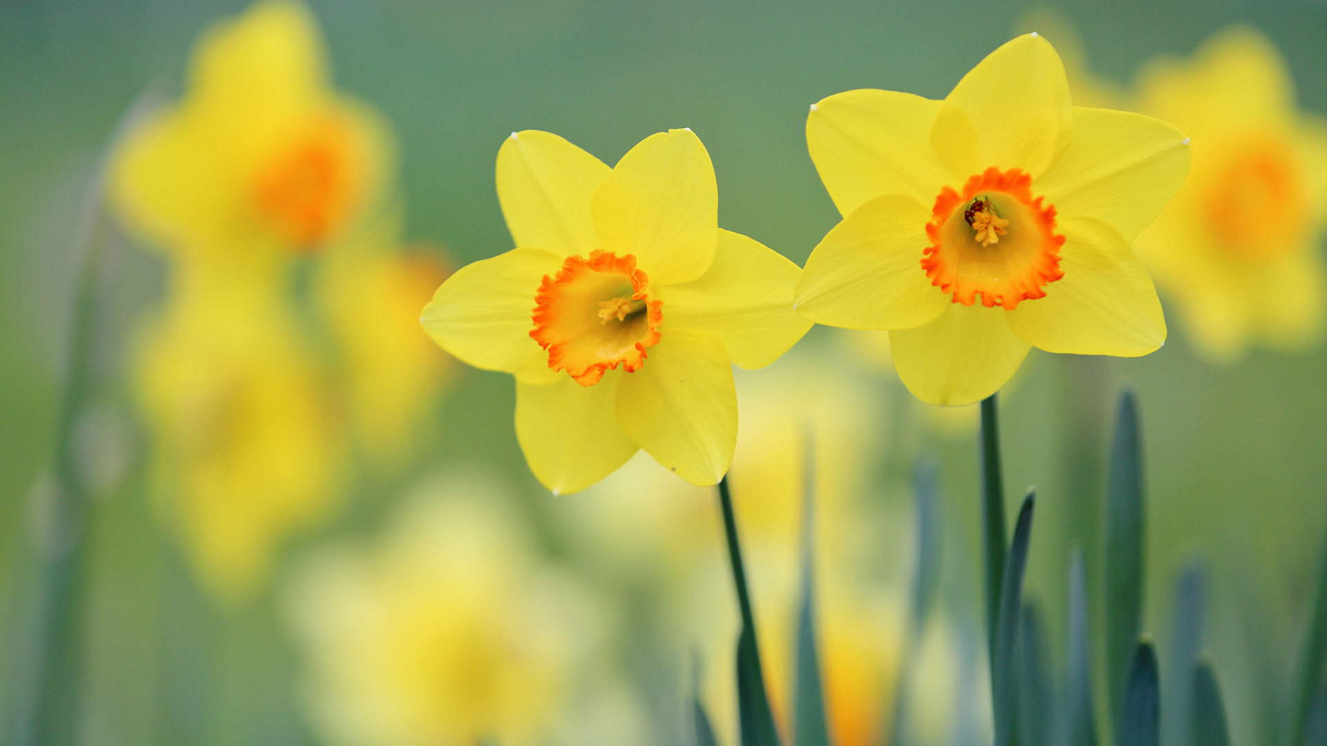 小清新 鸟语花香 水仙花 植物 花卉