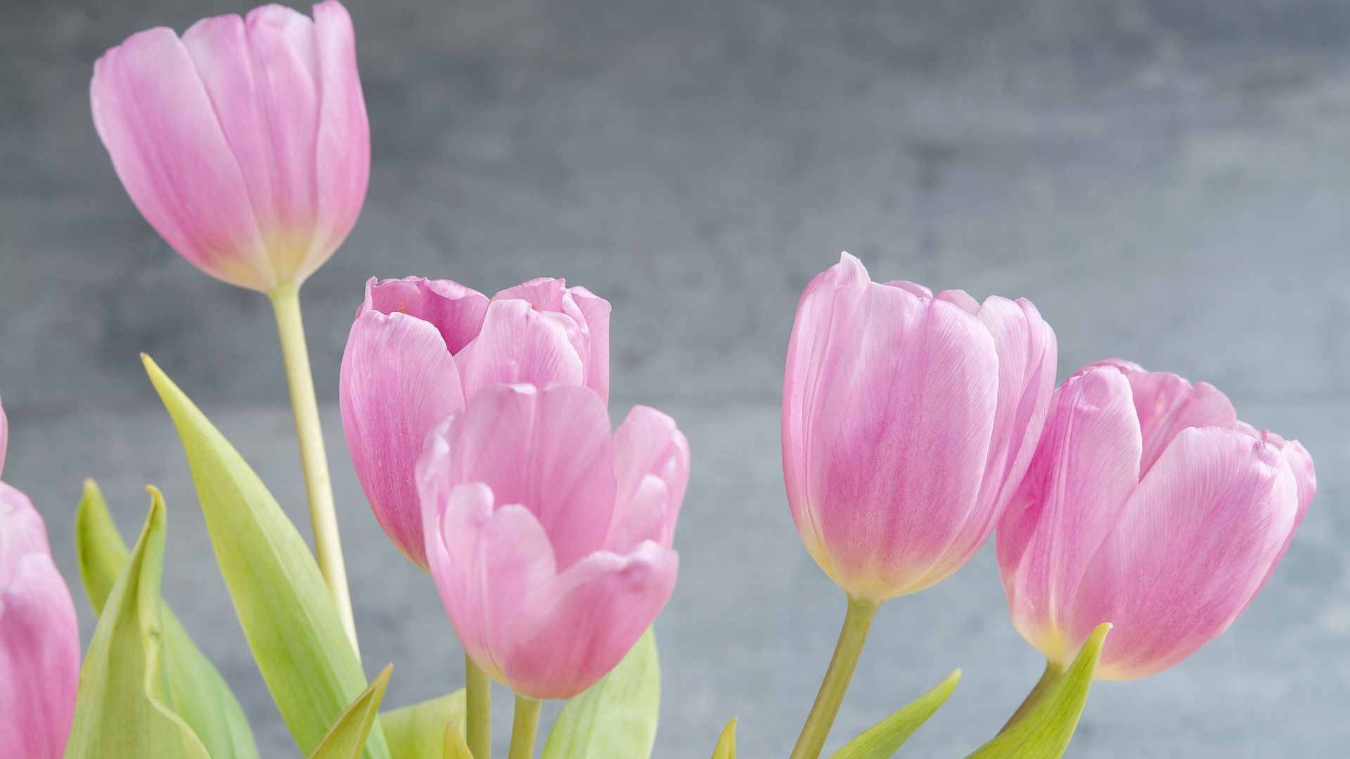 小清新 鸟语花香 粉色郁金香