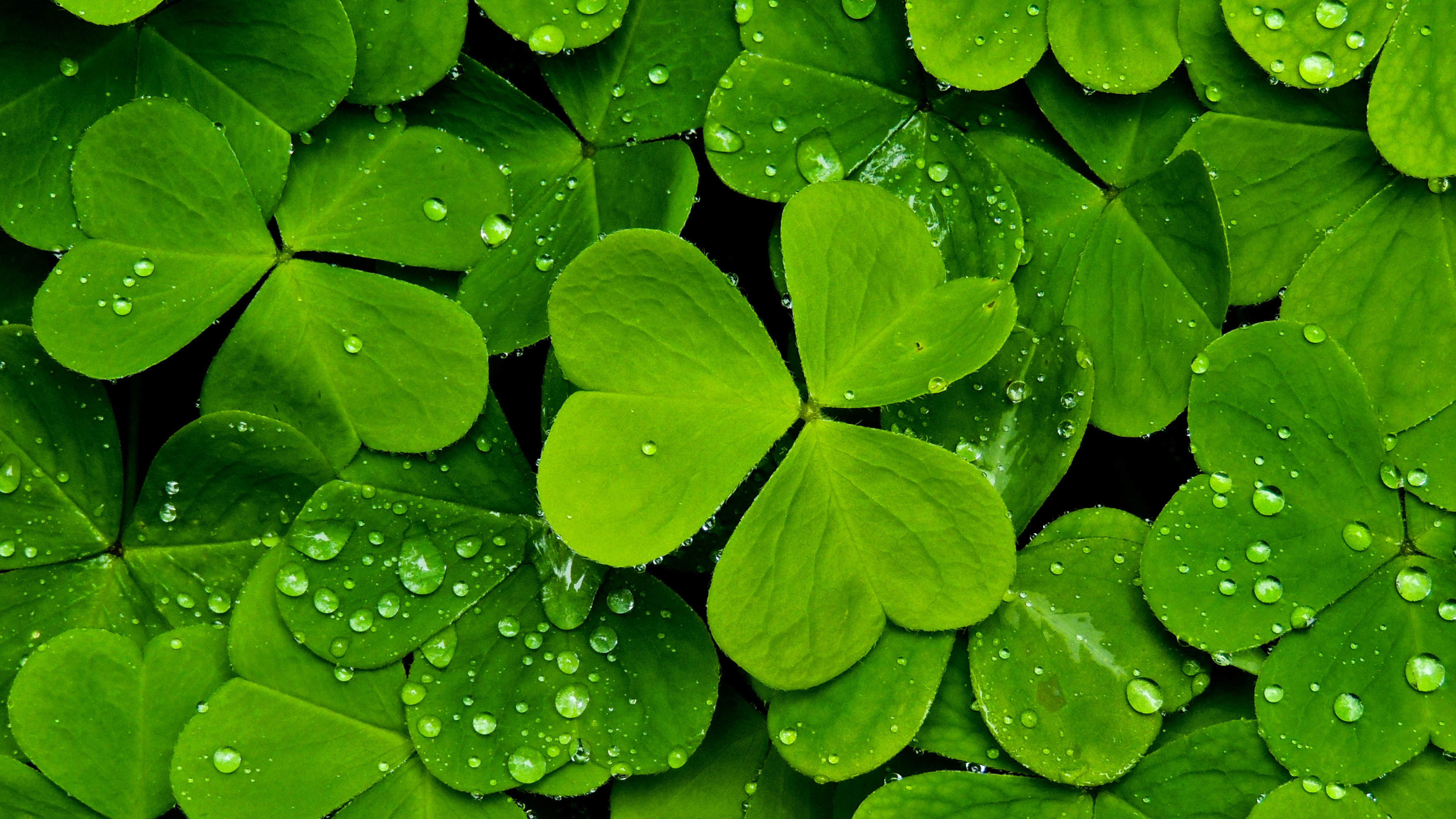三叶草 水珠 护眼