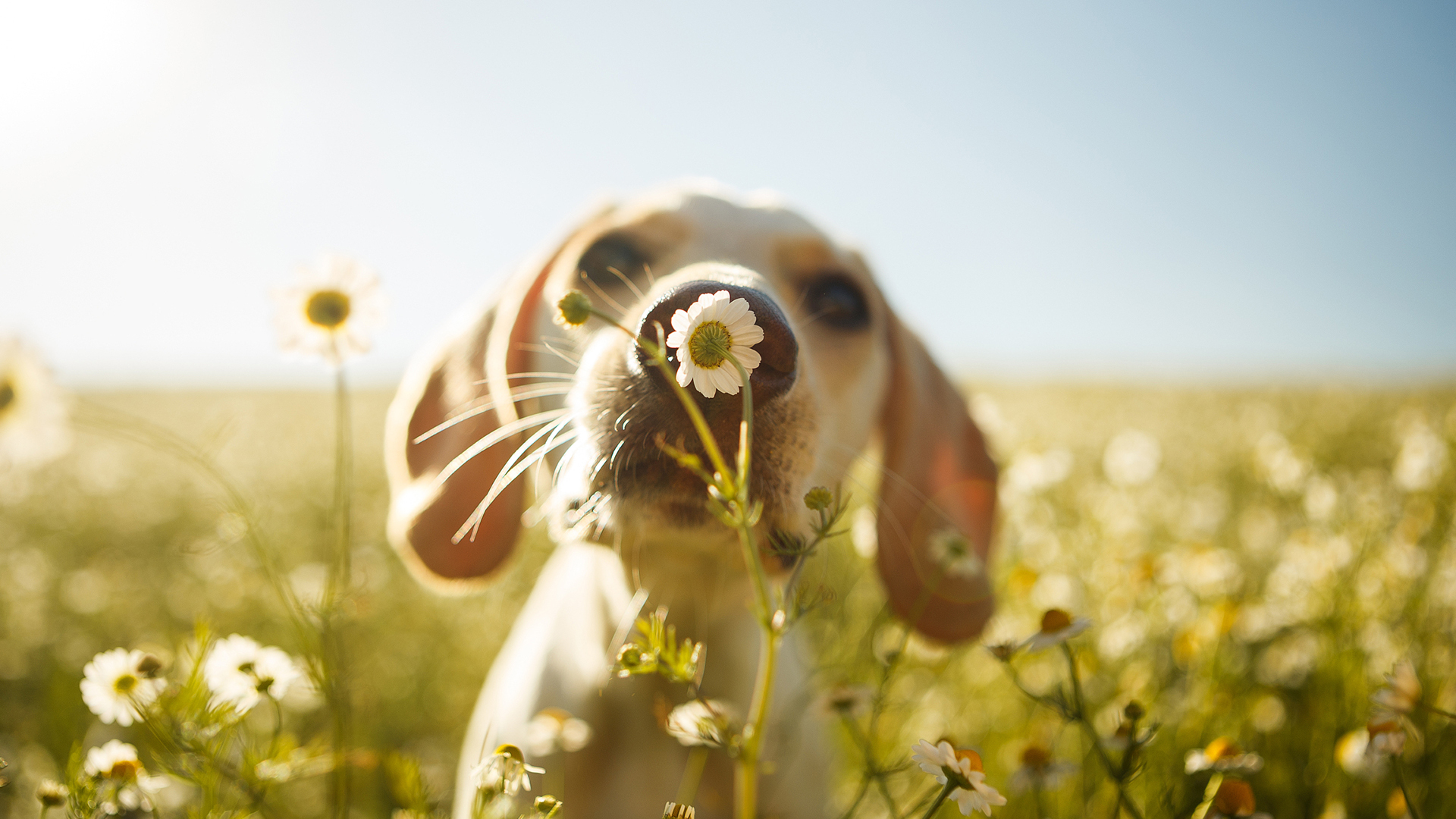 萌宠动物 汪星人