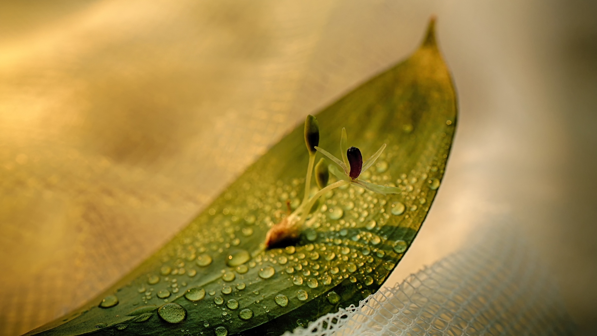 护眼壁纸 树叶 嫩芽 希望