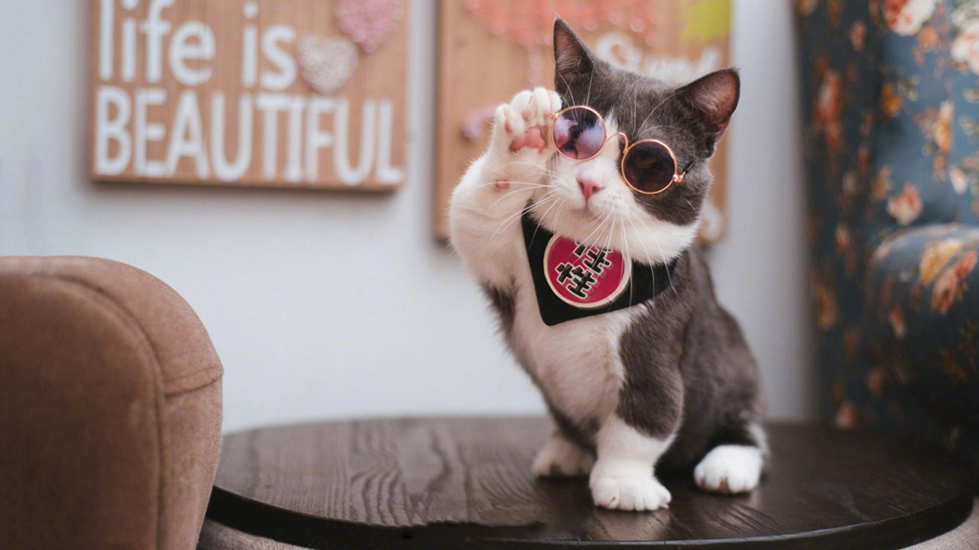 萌宠动物 喵星人 可爱