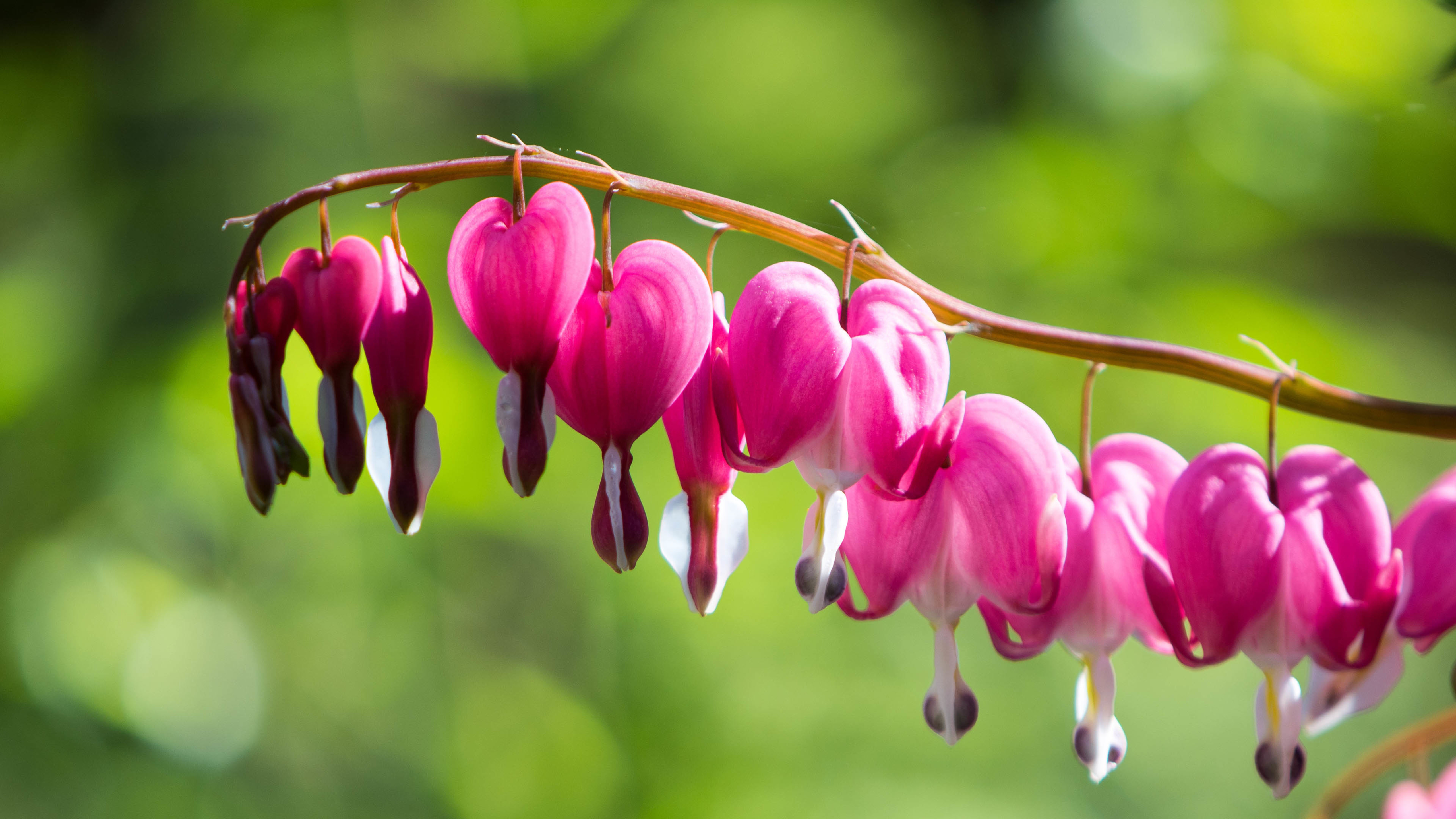 含苞待放 荷包牡丹