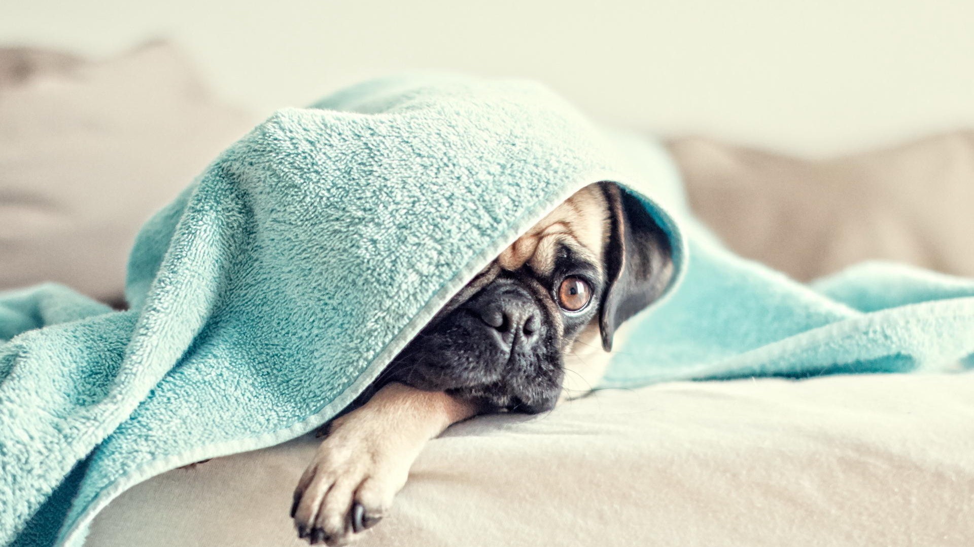 狗 汪星人 动物 巴哥犬 萌宠