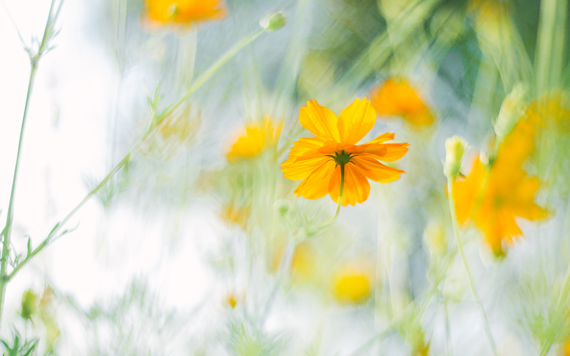 舒缓压力  唯美秋菊