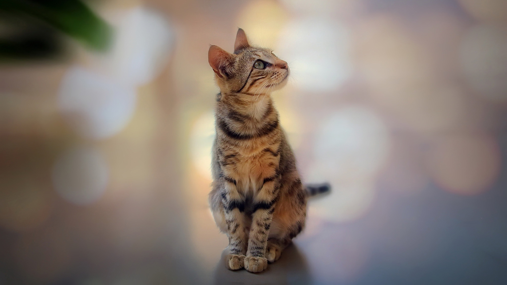 萌宠动物 喵星人 优雅