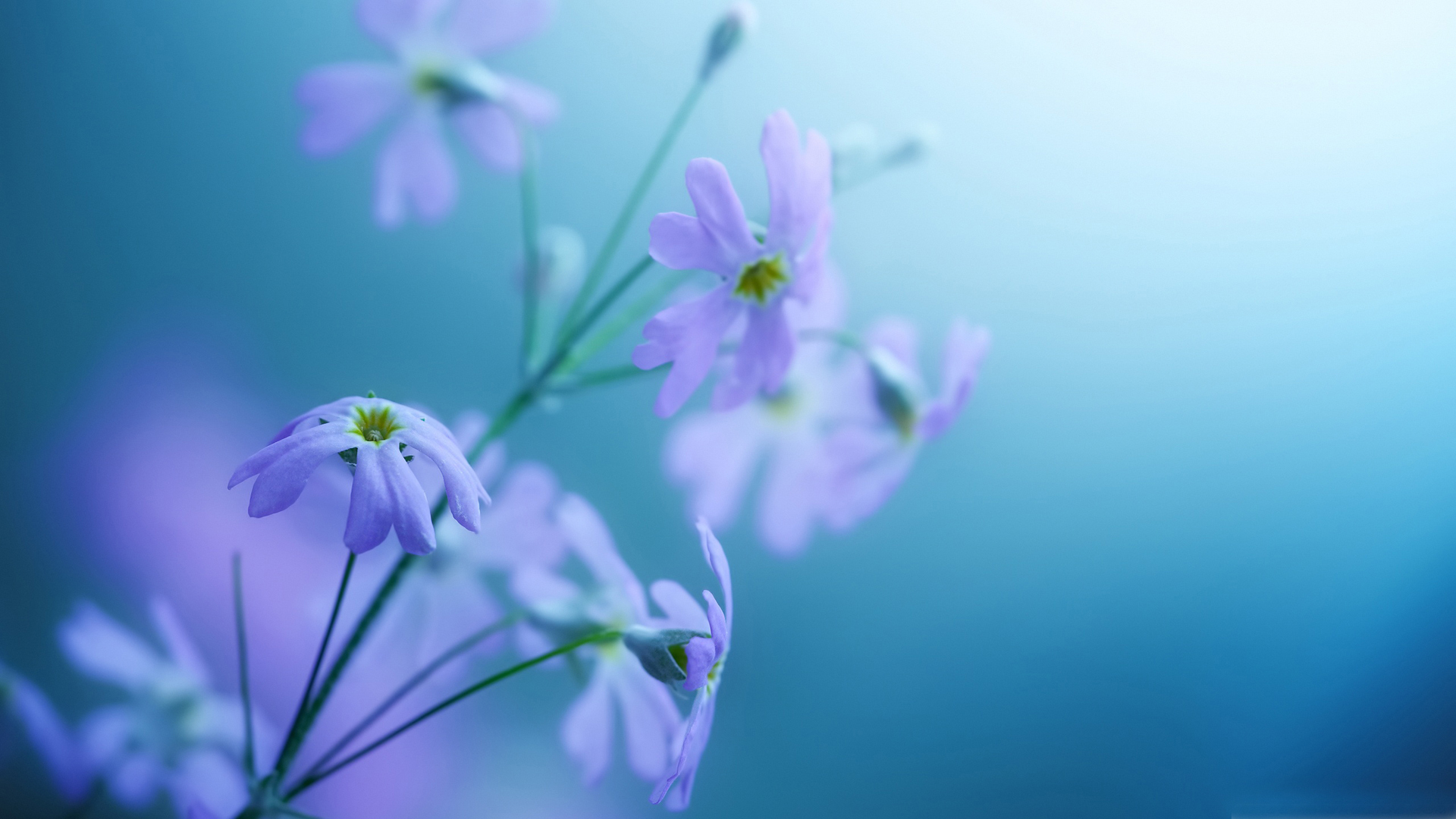 舒缓压力  植物  小清新  紫色