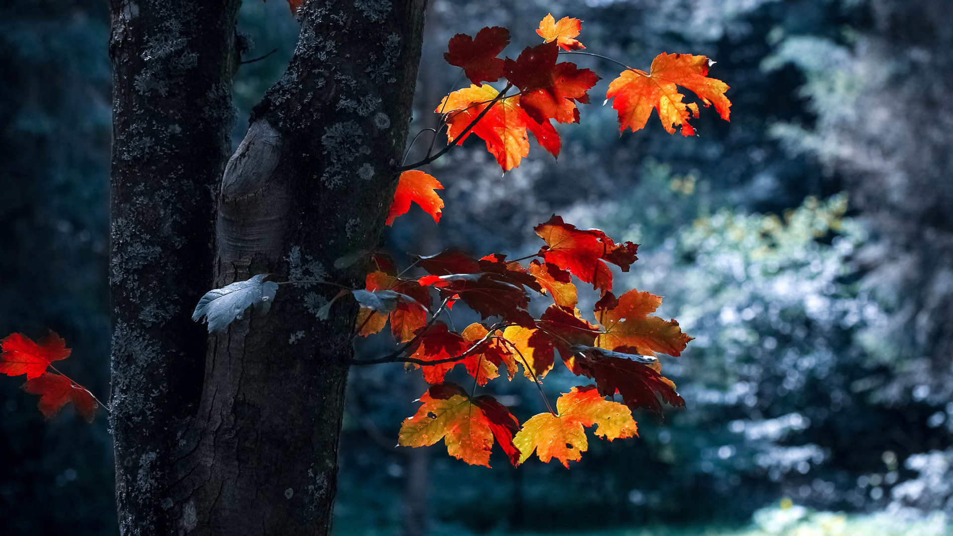 护眼壁纸 枫树 红枫