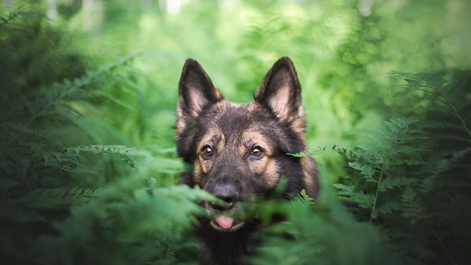 动物 萌宠 狗 狼狗
