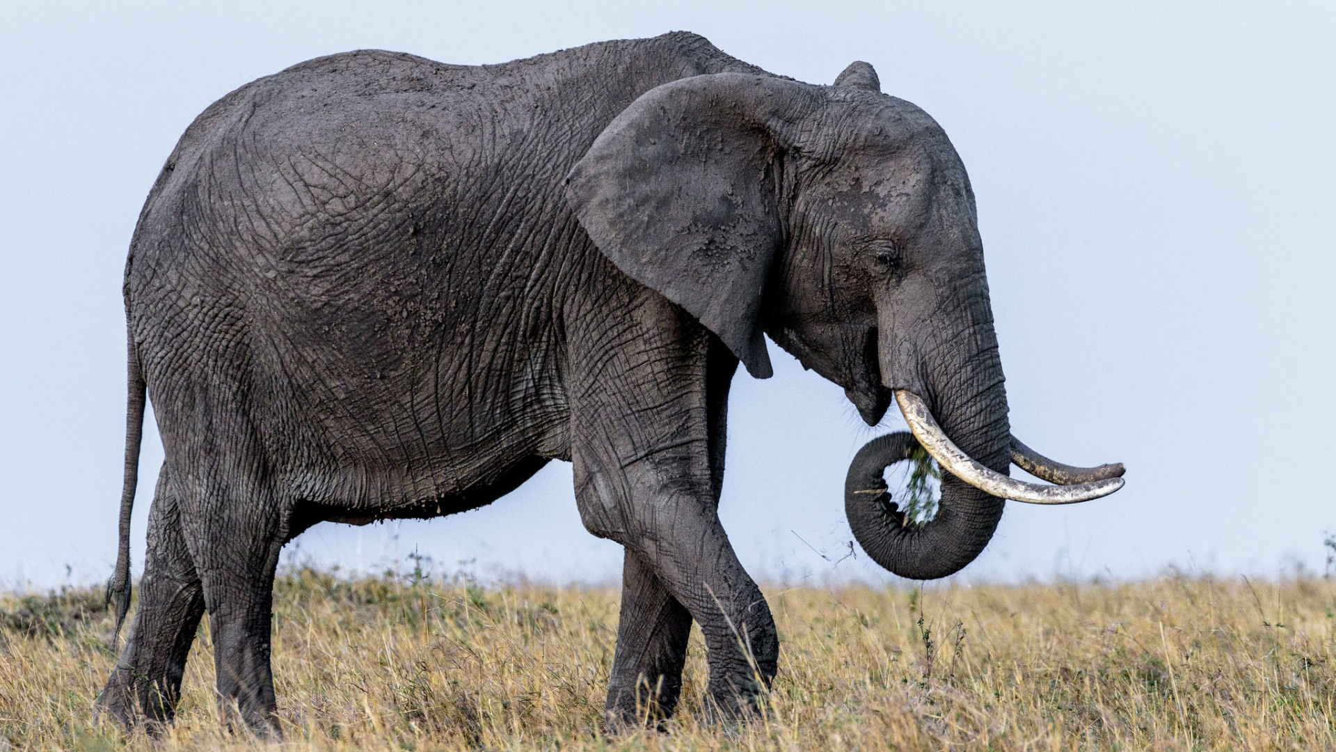 野生动物 大象 非洲象 亚洲象