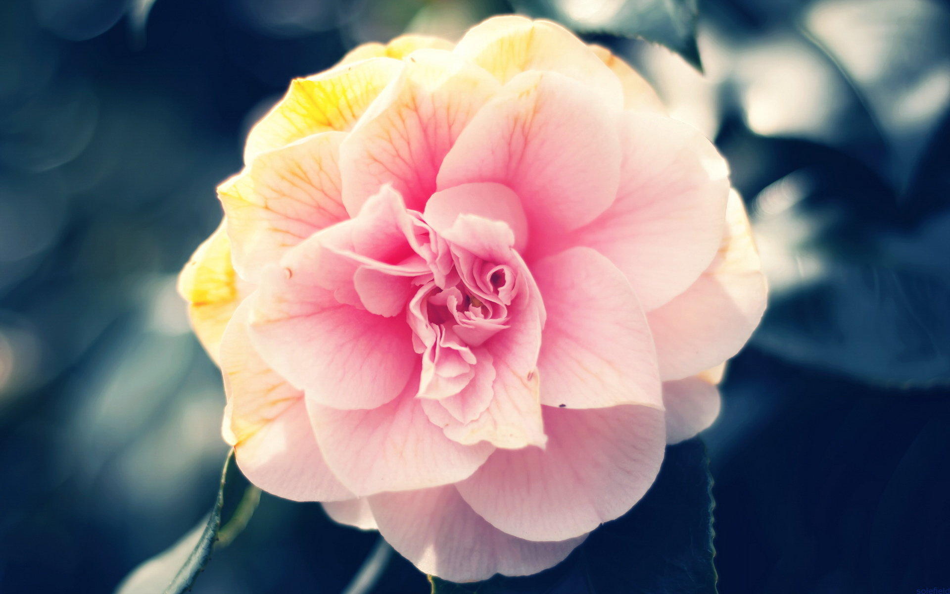 小清新 简单 温馨 宽屏