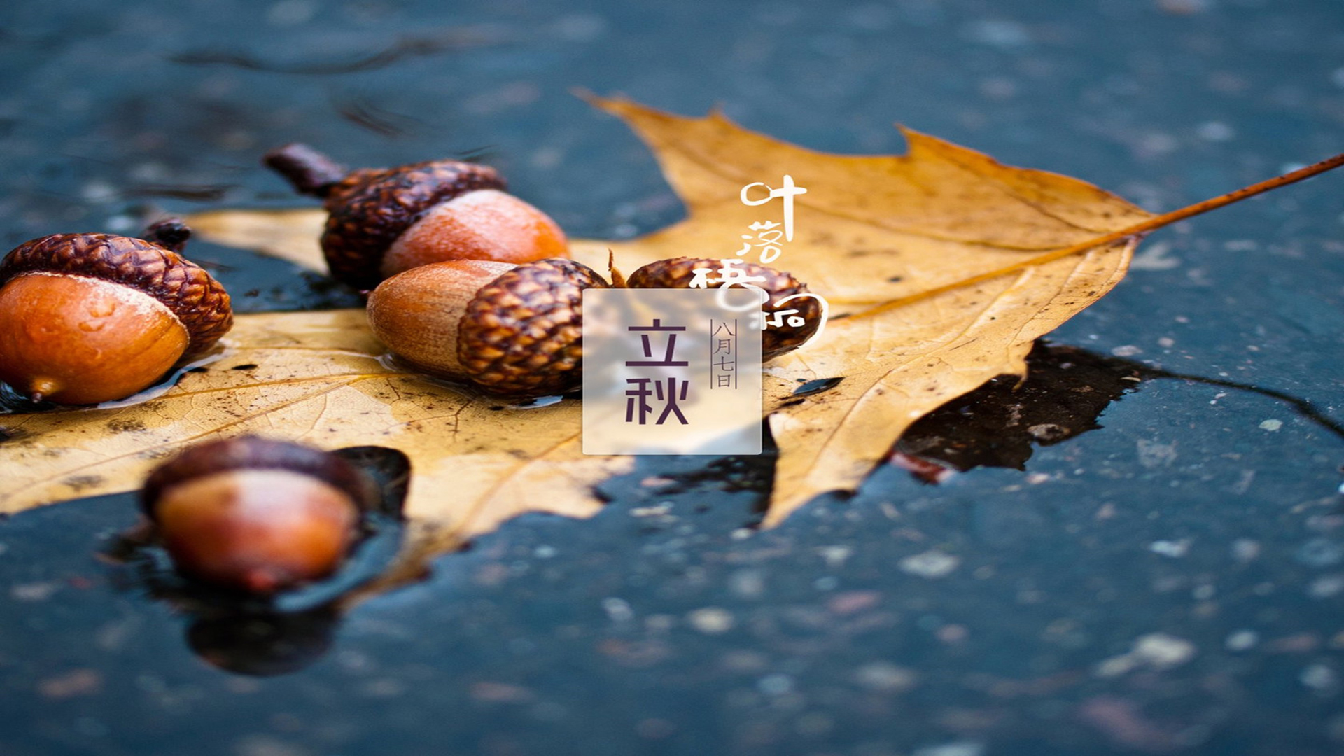 二十四节气 立秋