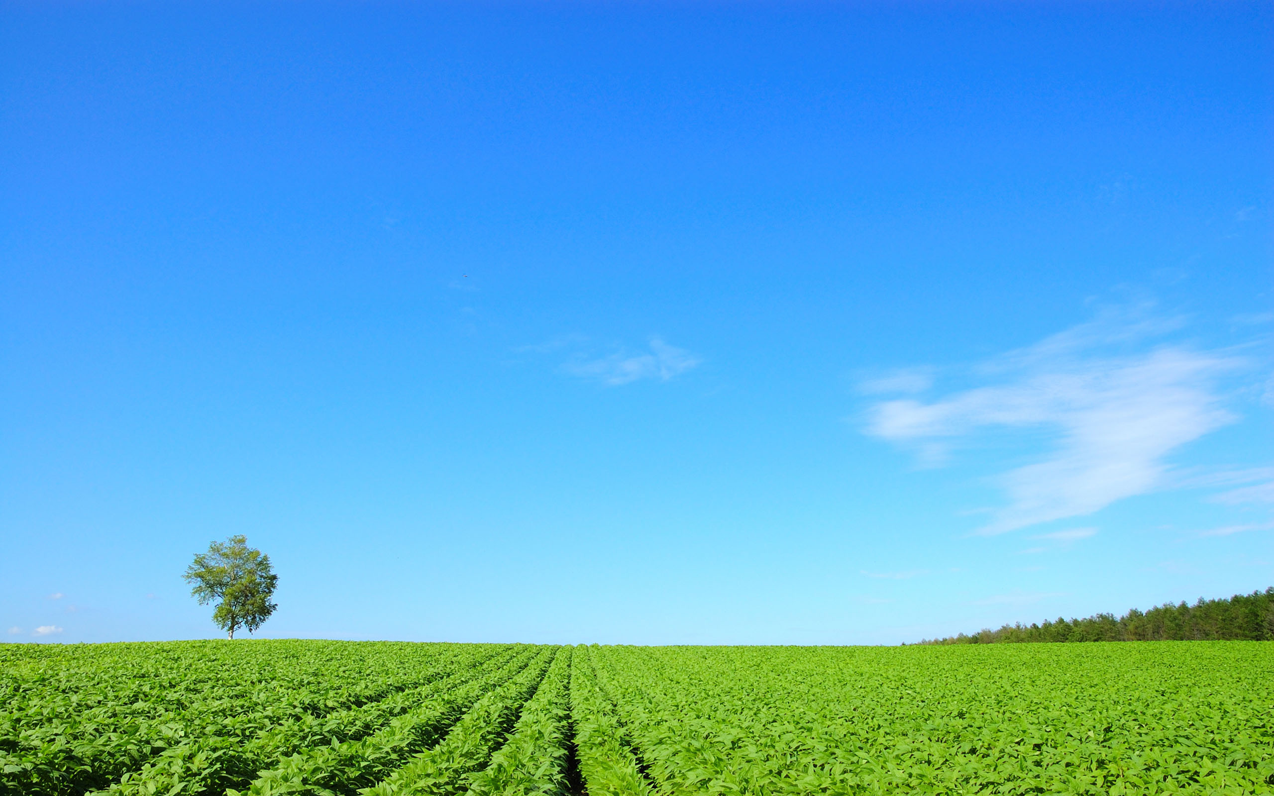 小清新 护眼壁纸 蓝天白云 草原